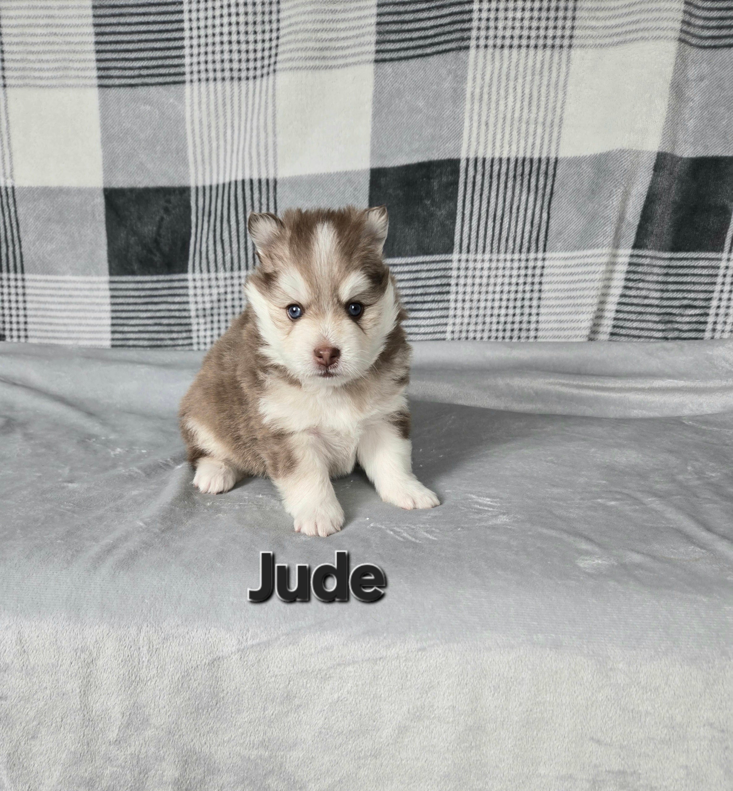 Jude (MALE)