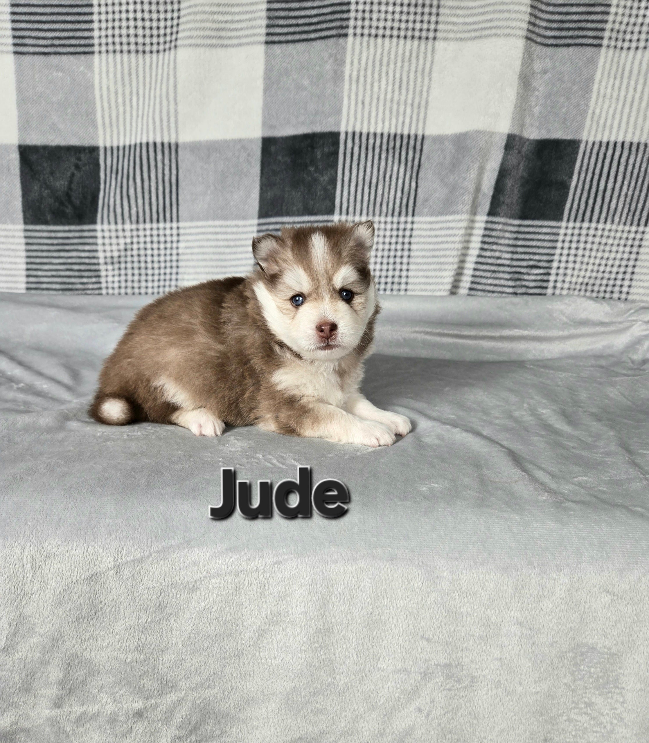 Jude (MALE)