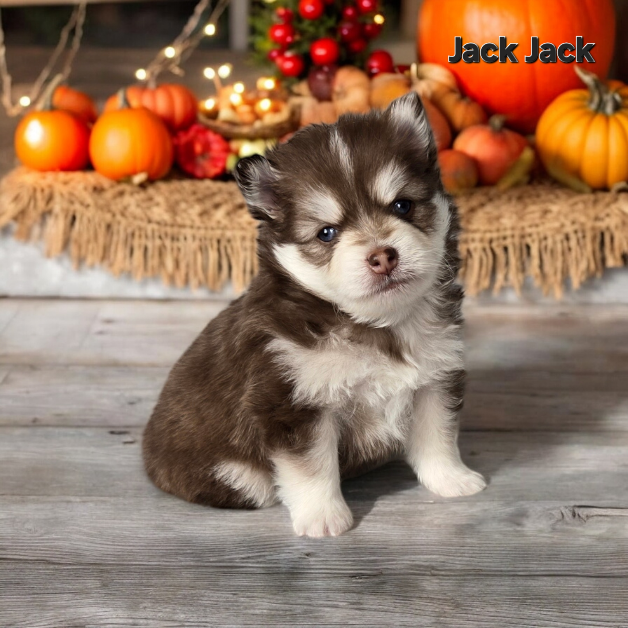 Jack Jack (MALE)