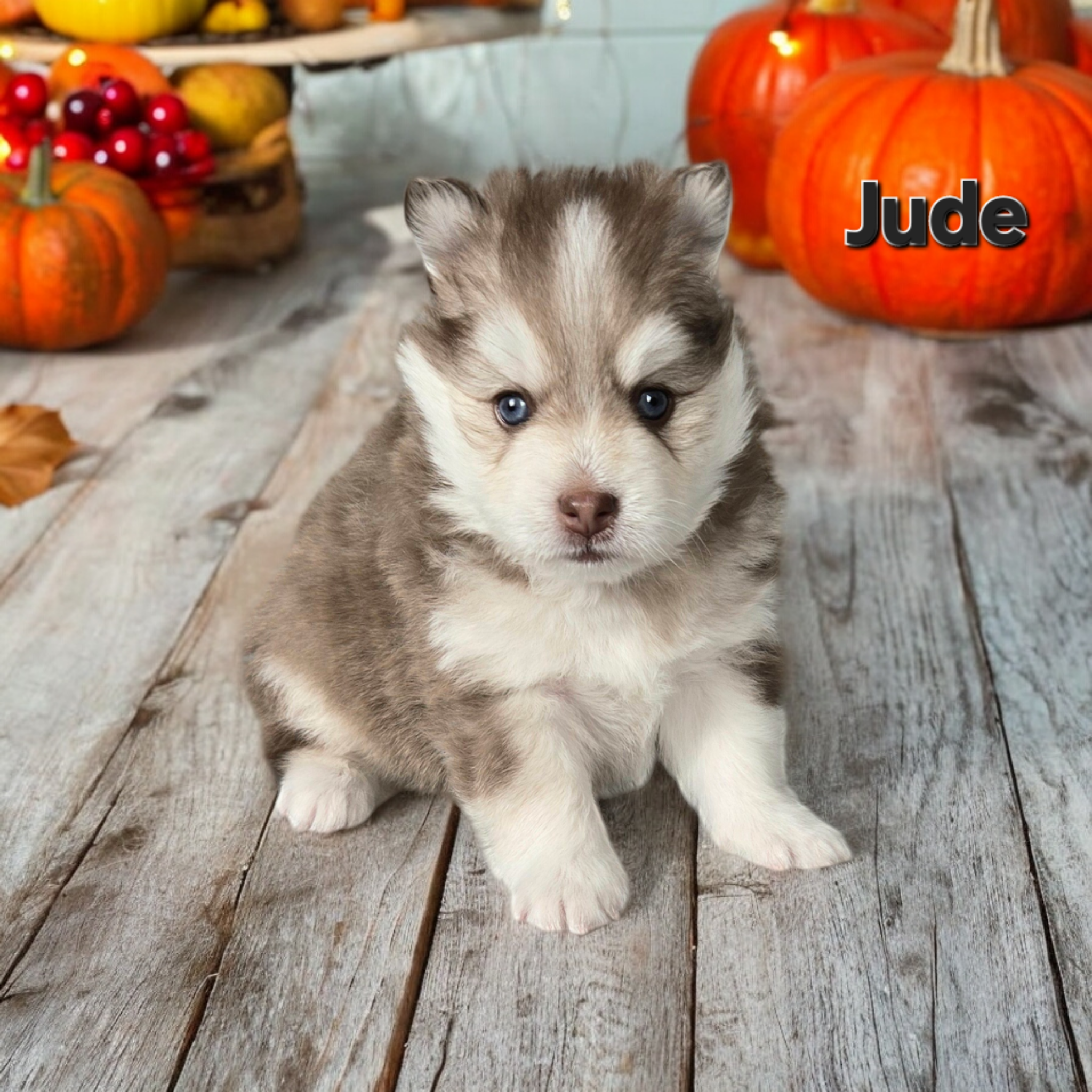 Jude (MALE)