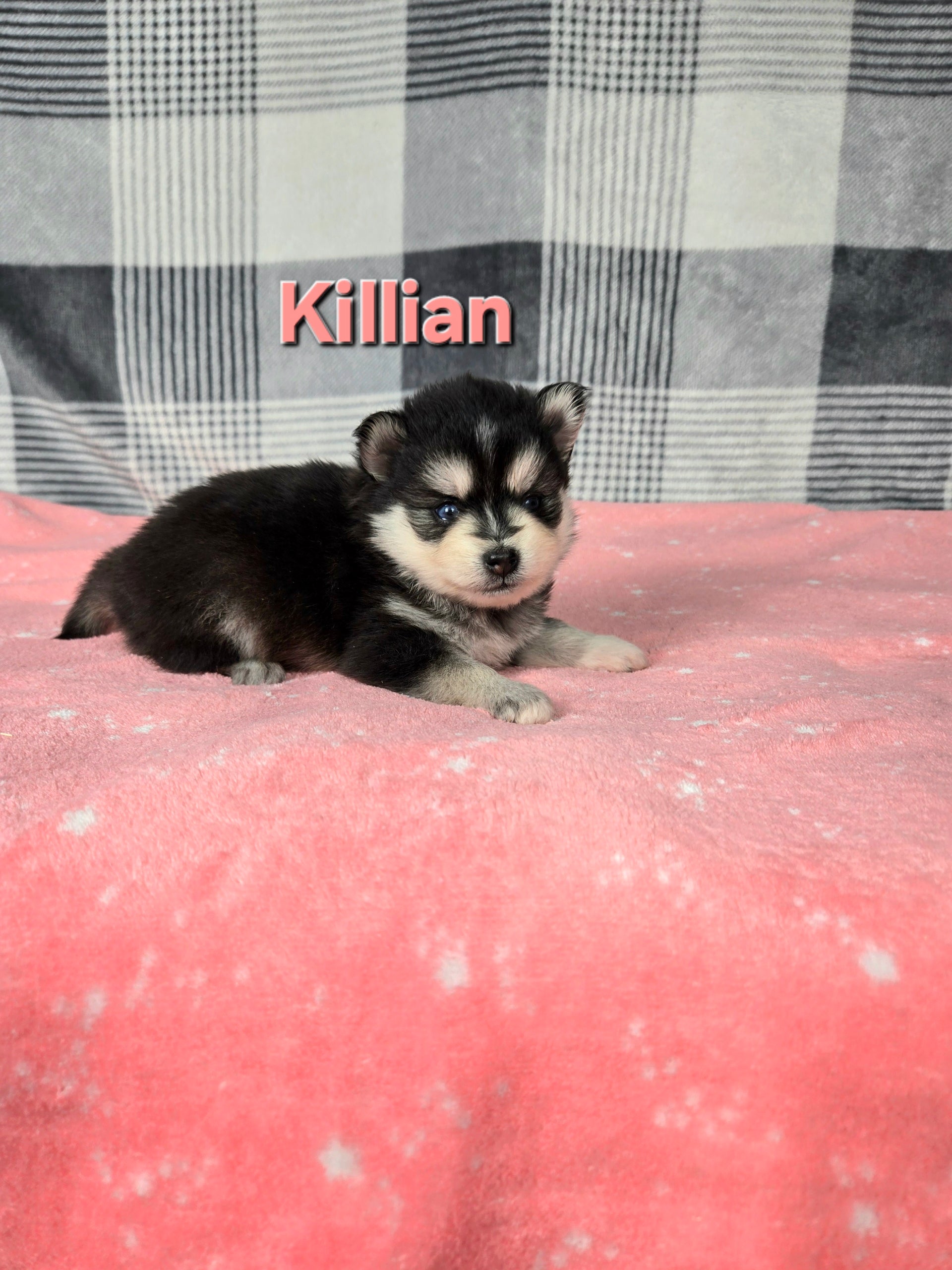 Killian (FEMALE)