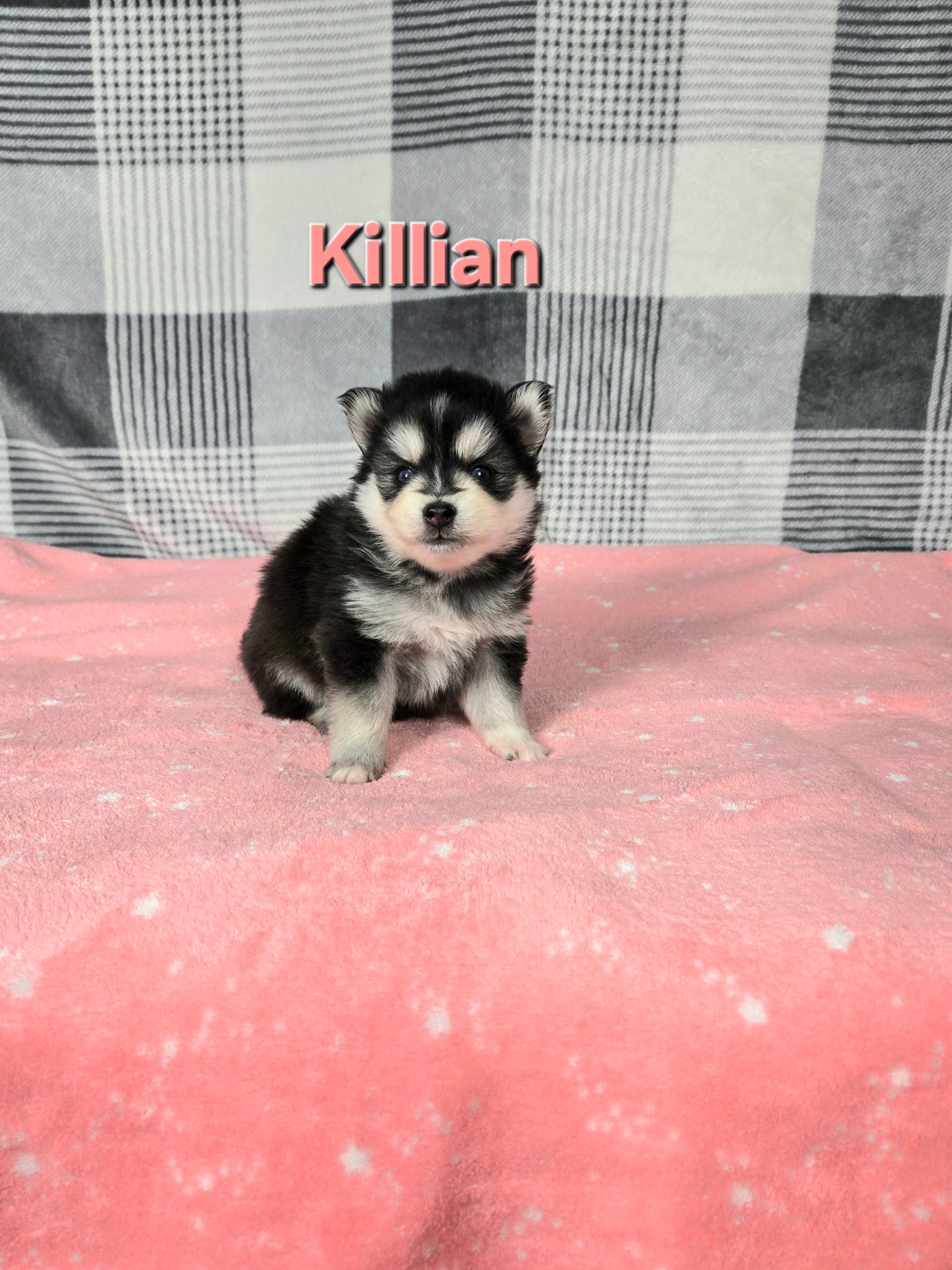 Killian (FEMALE)