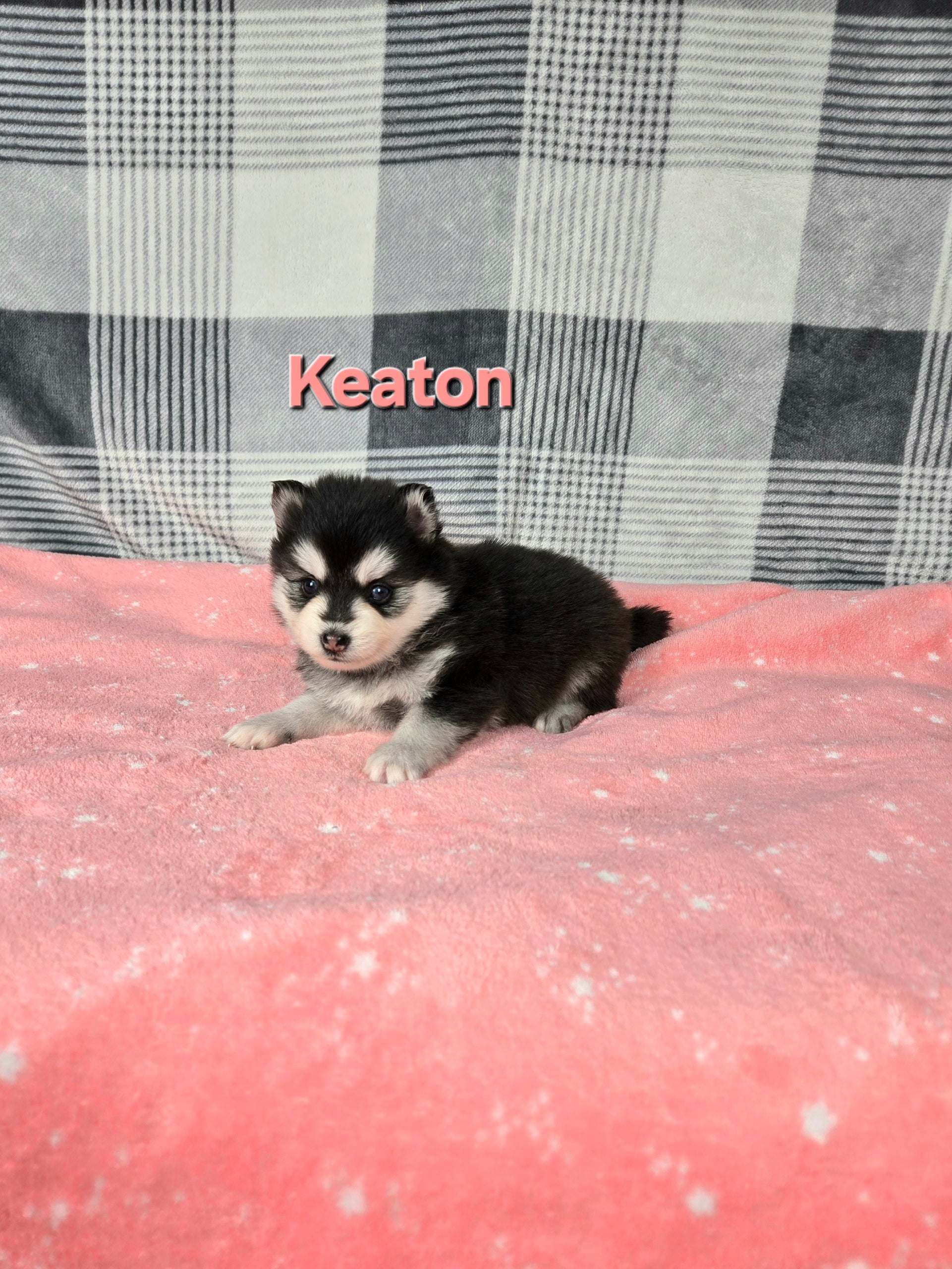 Keaton (FEMALE)