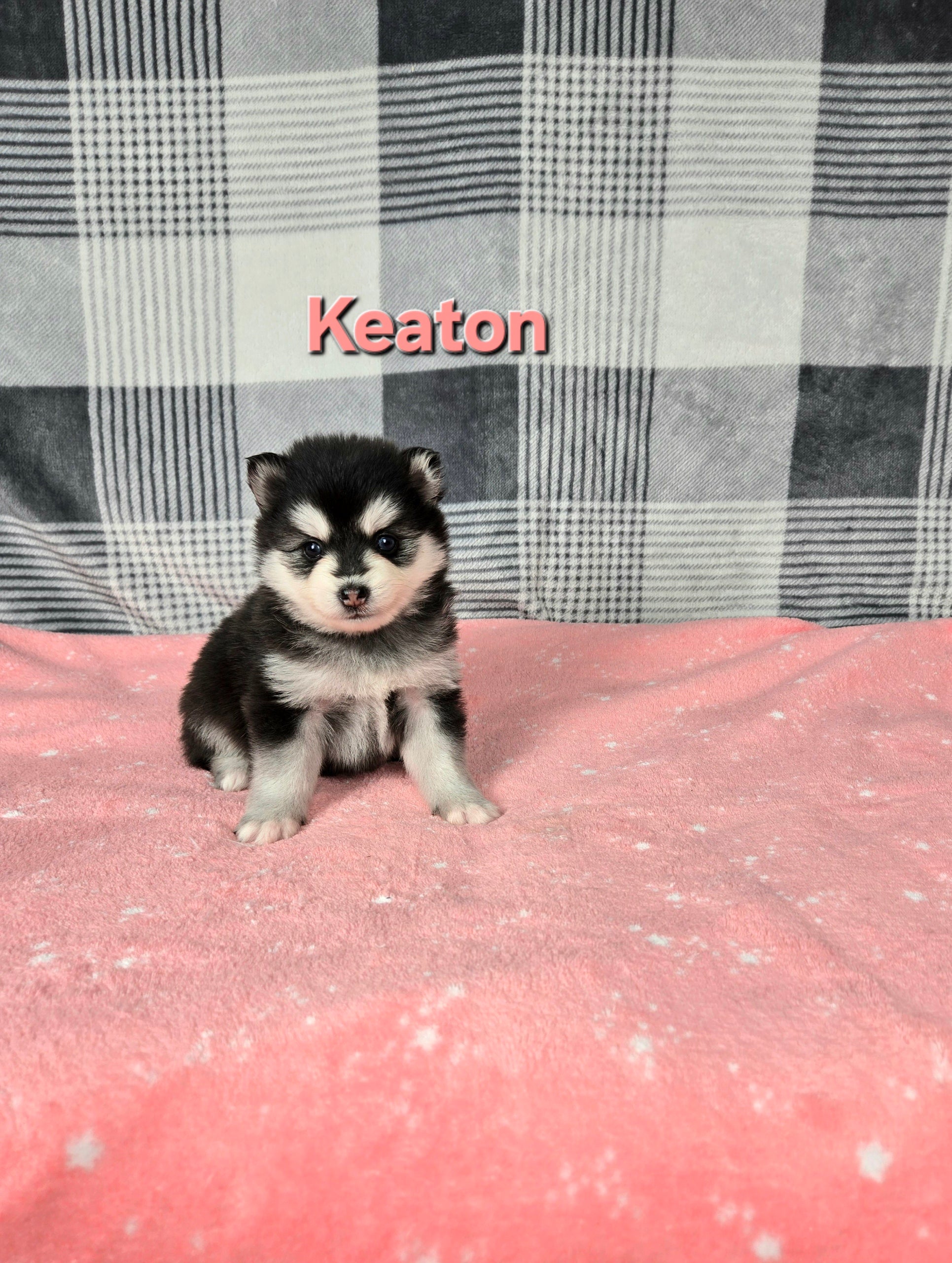 Keaton (FEMALE)