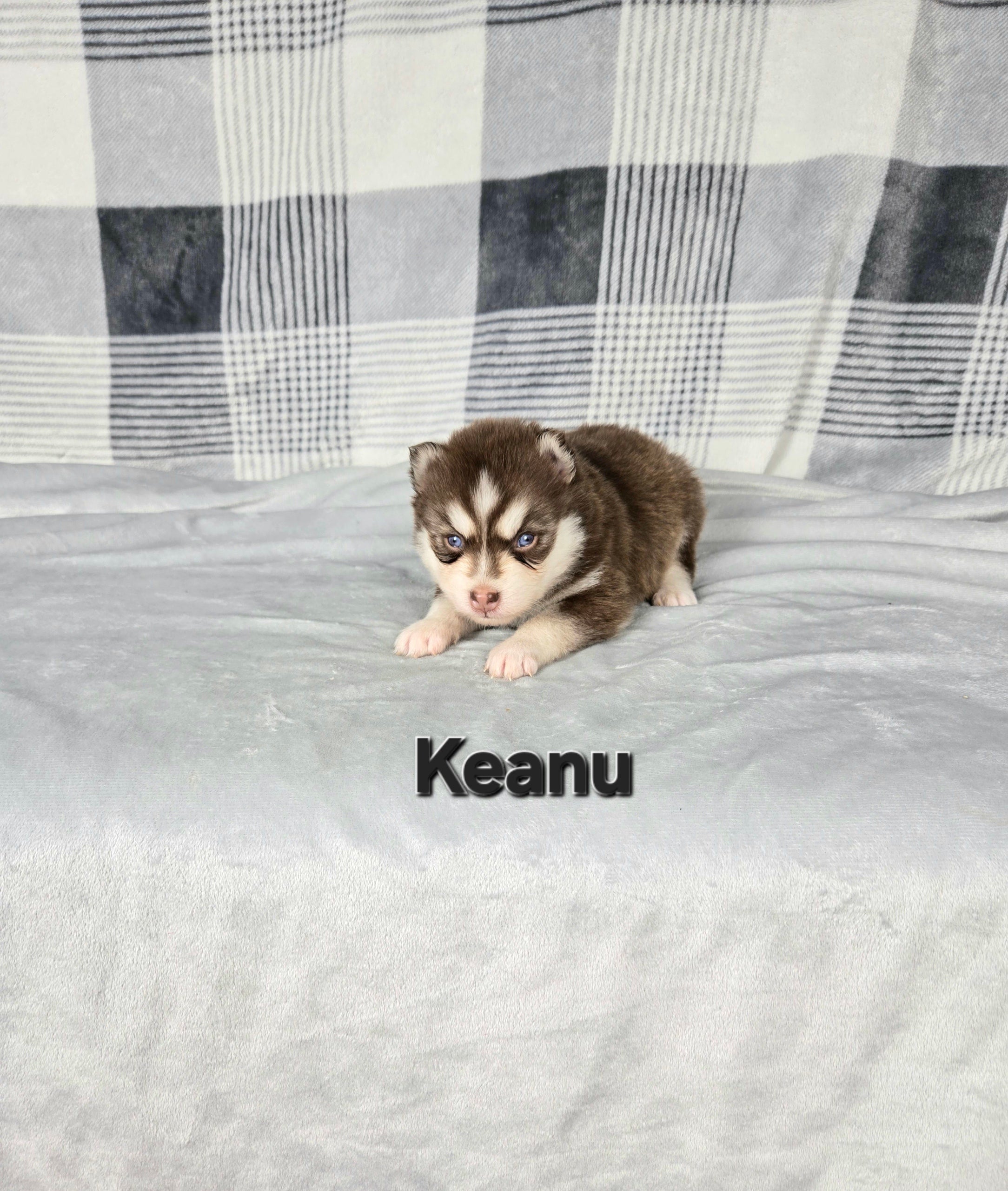 Keanu (MALE)