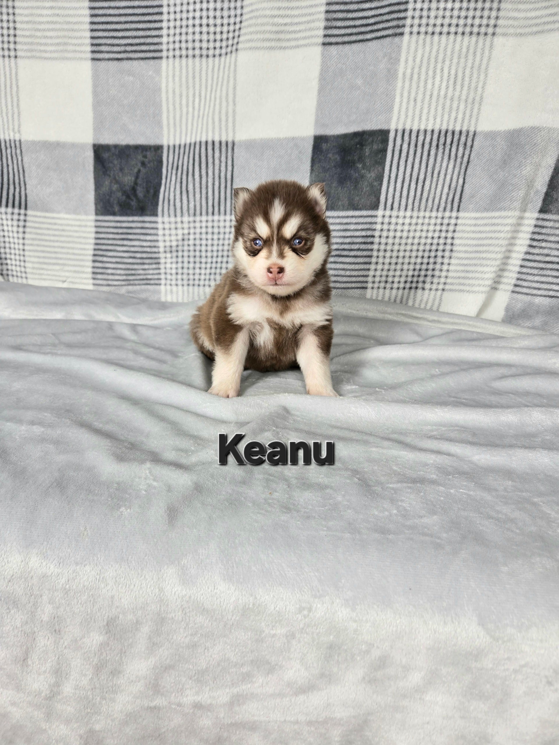 Keanu (MALE)