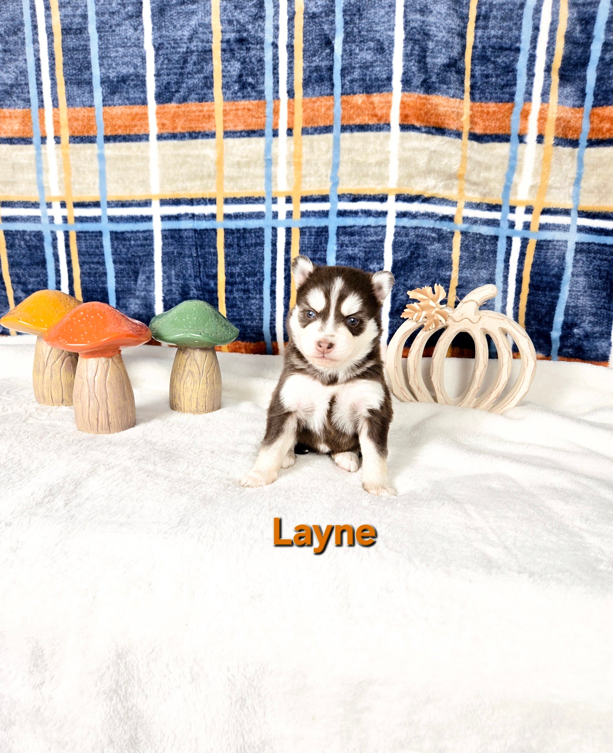 Layne (FEMALE)