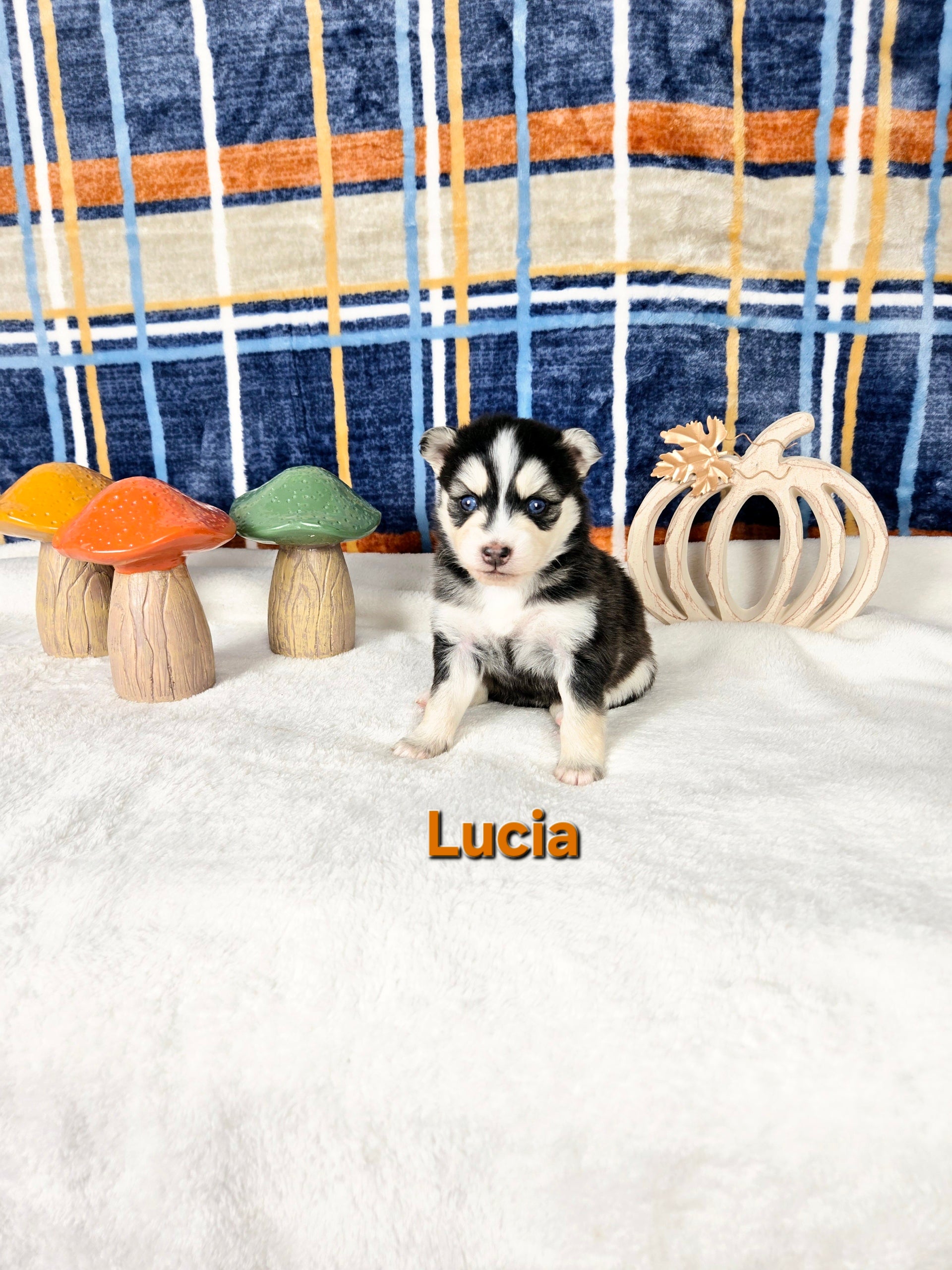 Lucia (FEMALE)