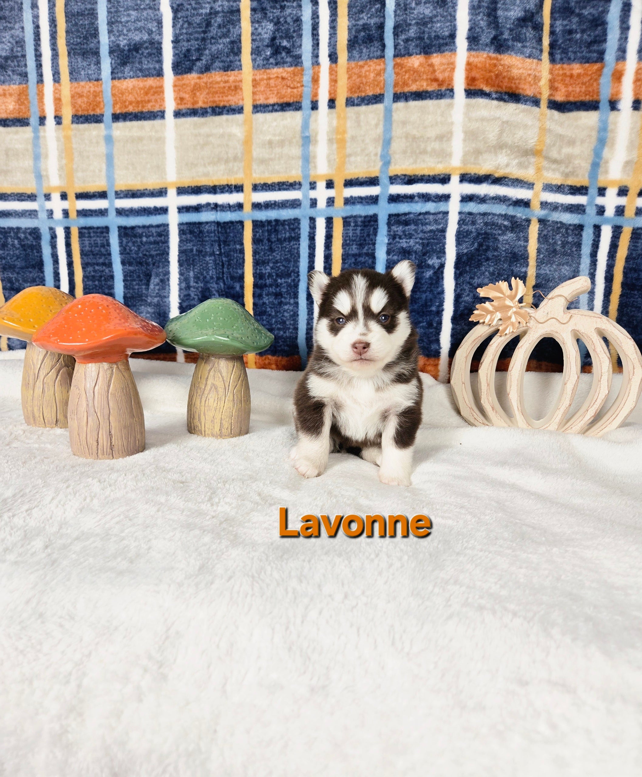 Lavonne (FEMALE)