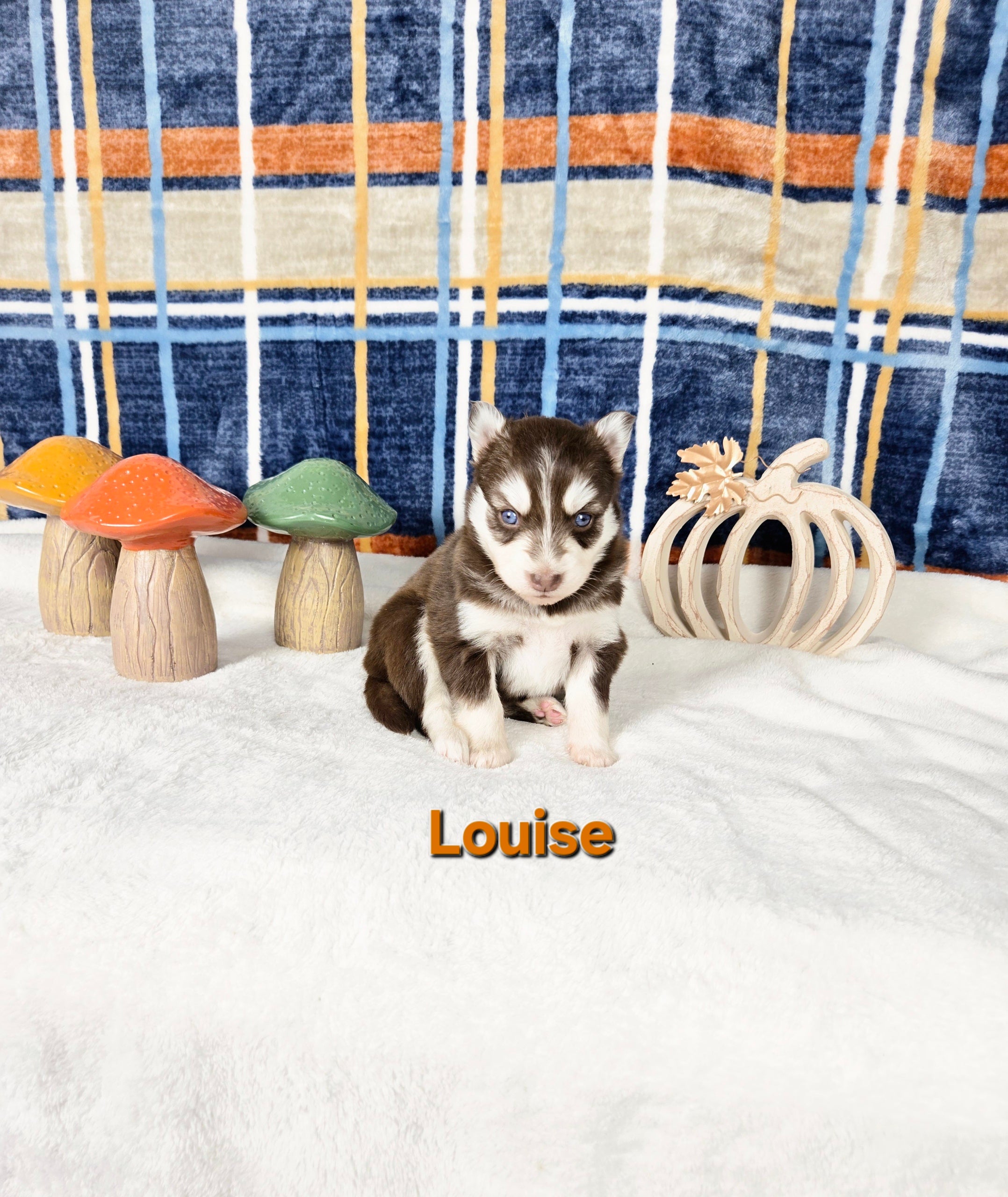 Louise (FEMALE)