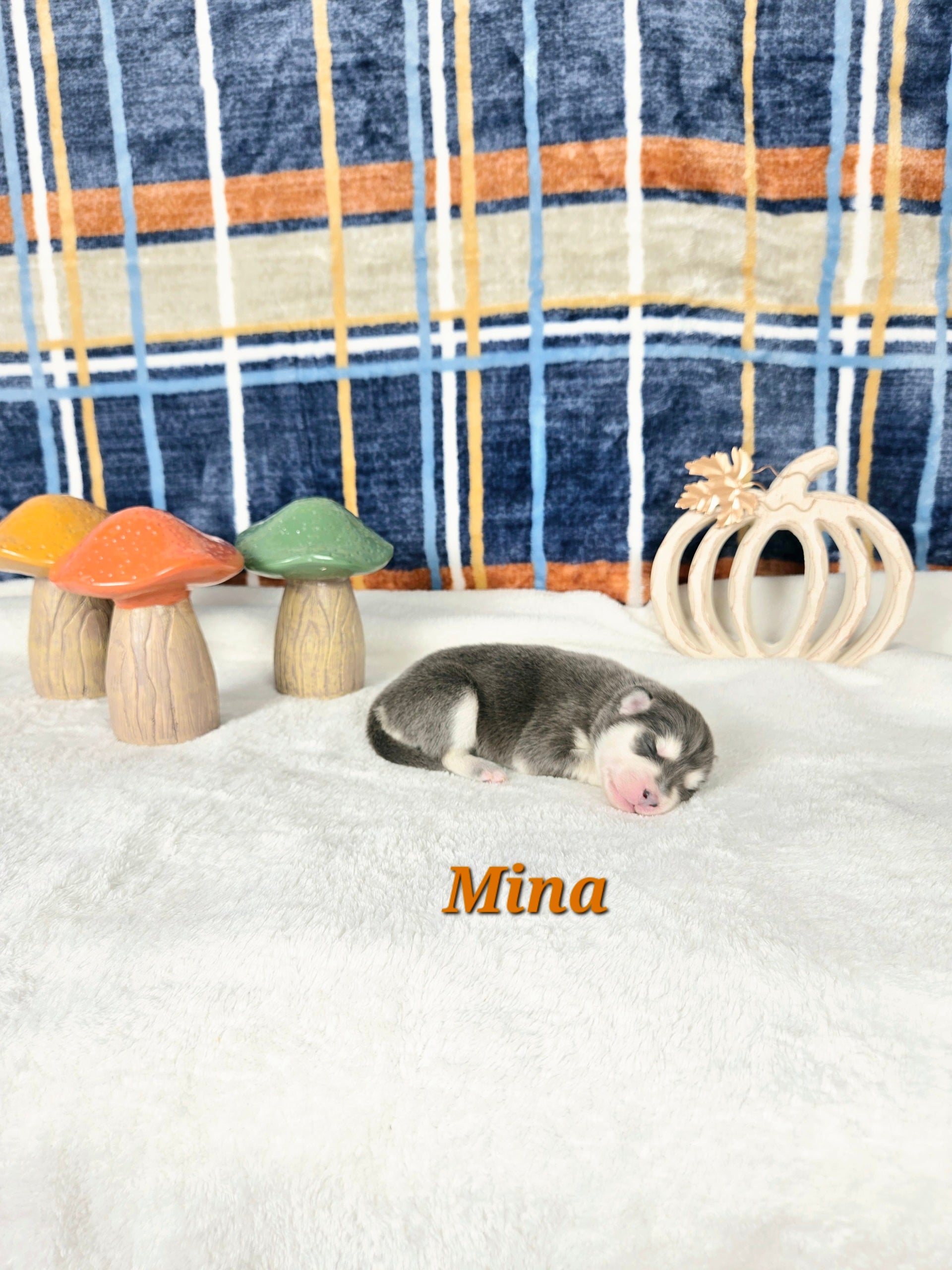 Mina (FEMALE) Rare Blue