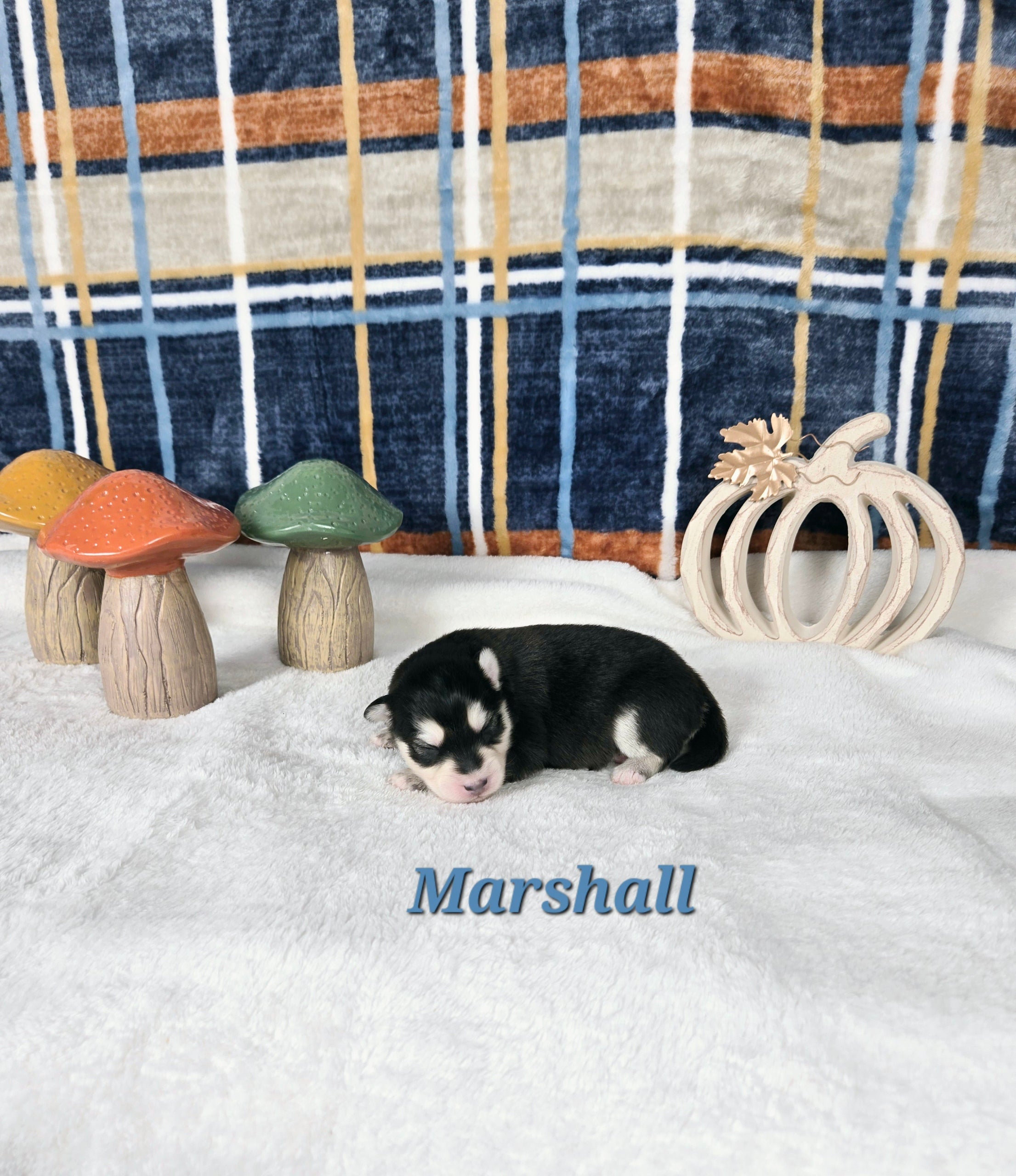 Marshall (MALE)