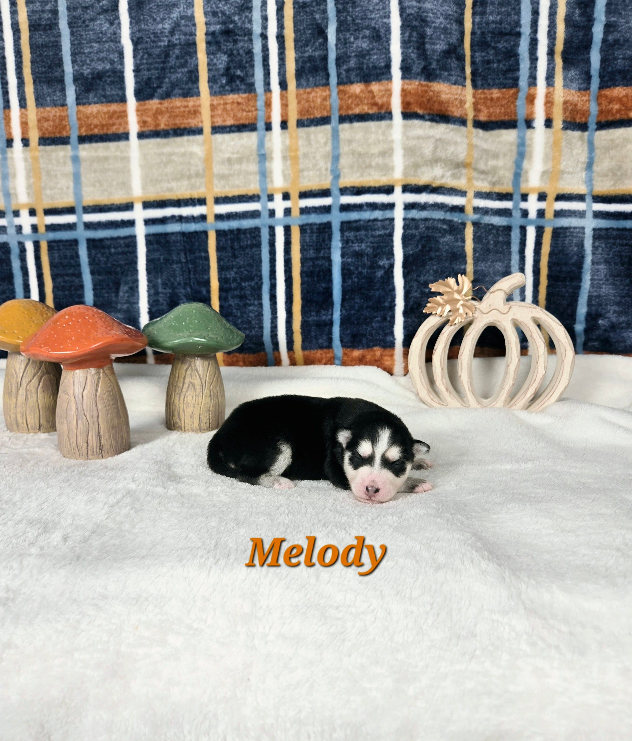 Melody (FEMALE)