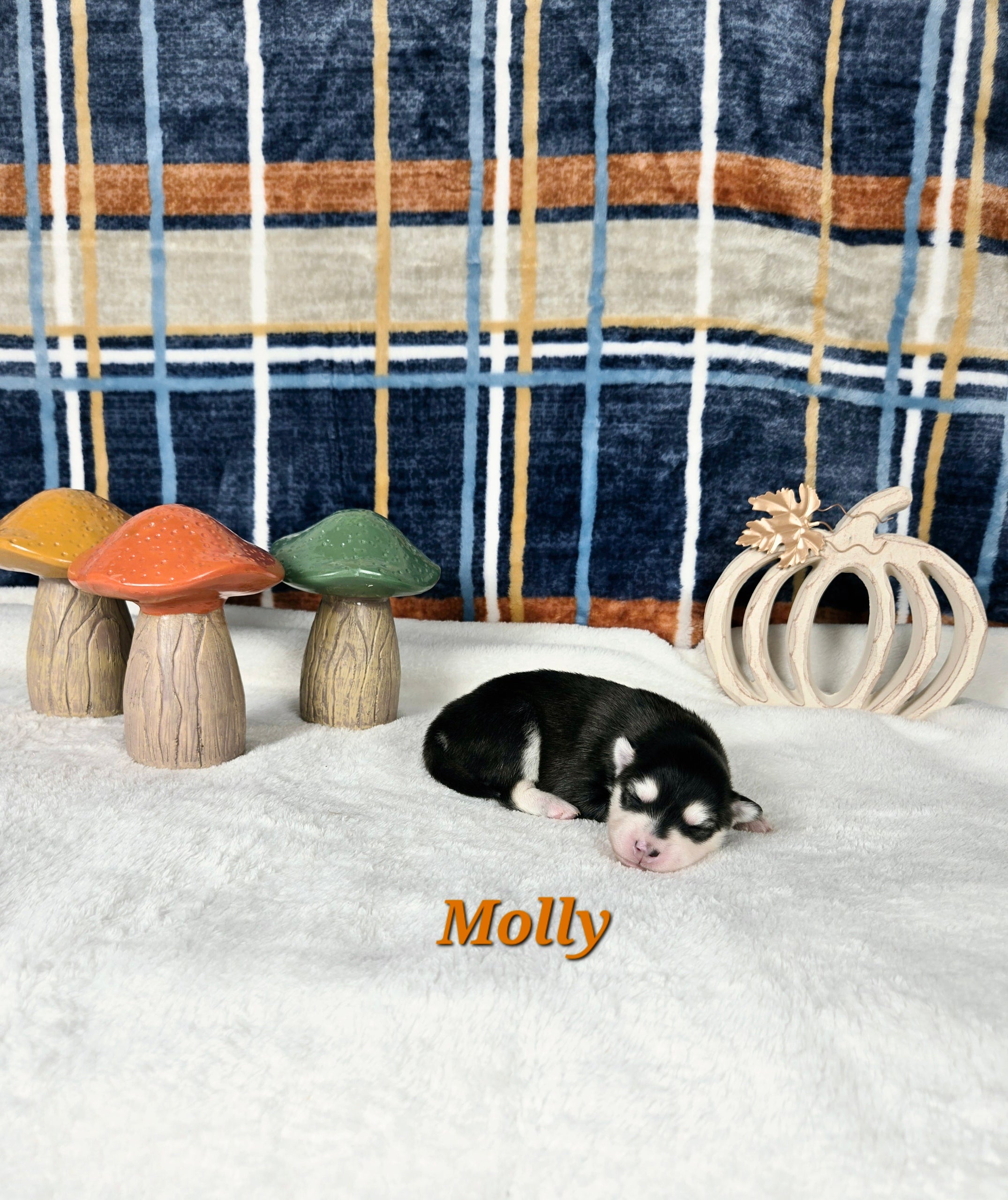 Molly ( FEMALE)