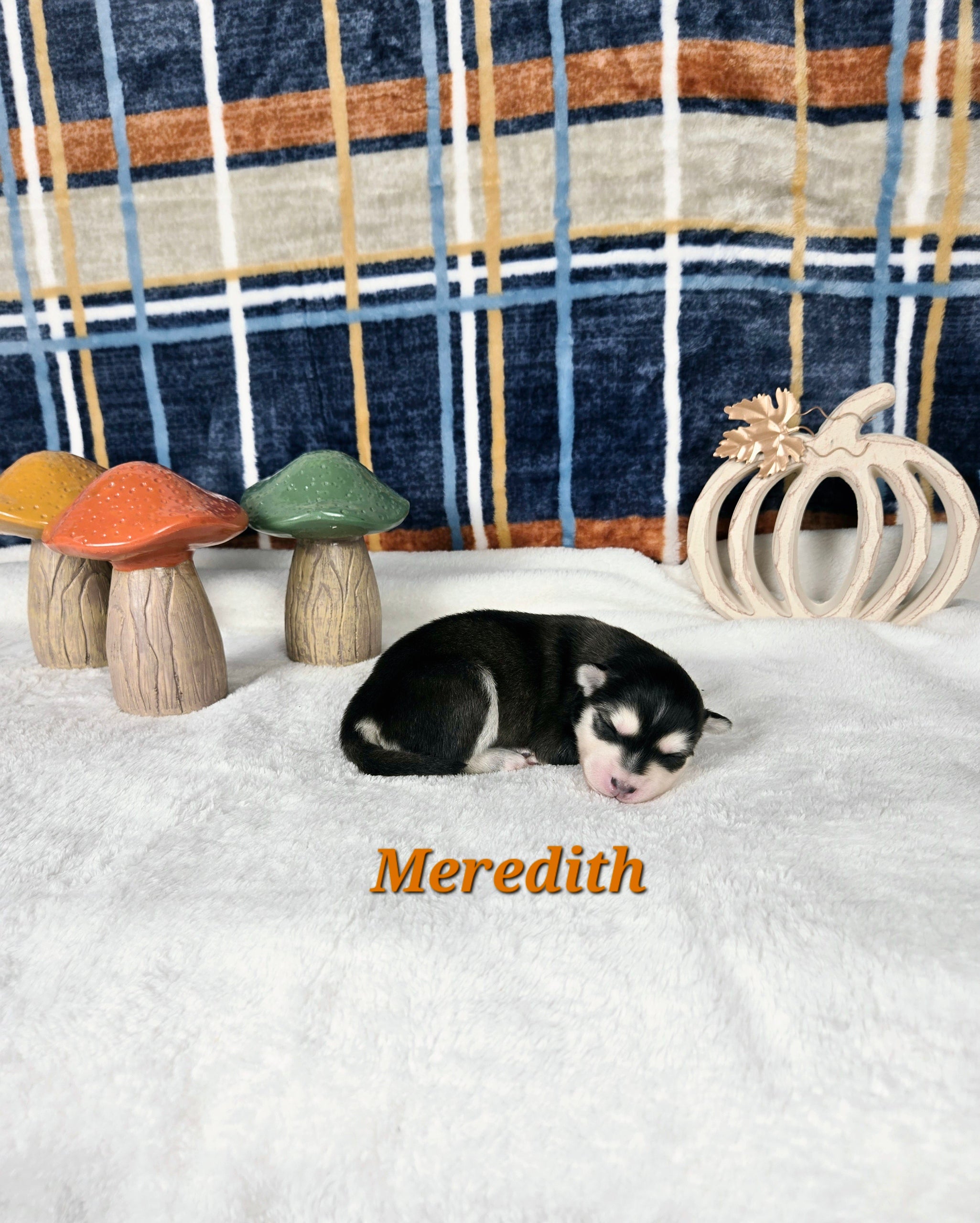 Meredith (FEMALE)