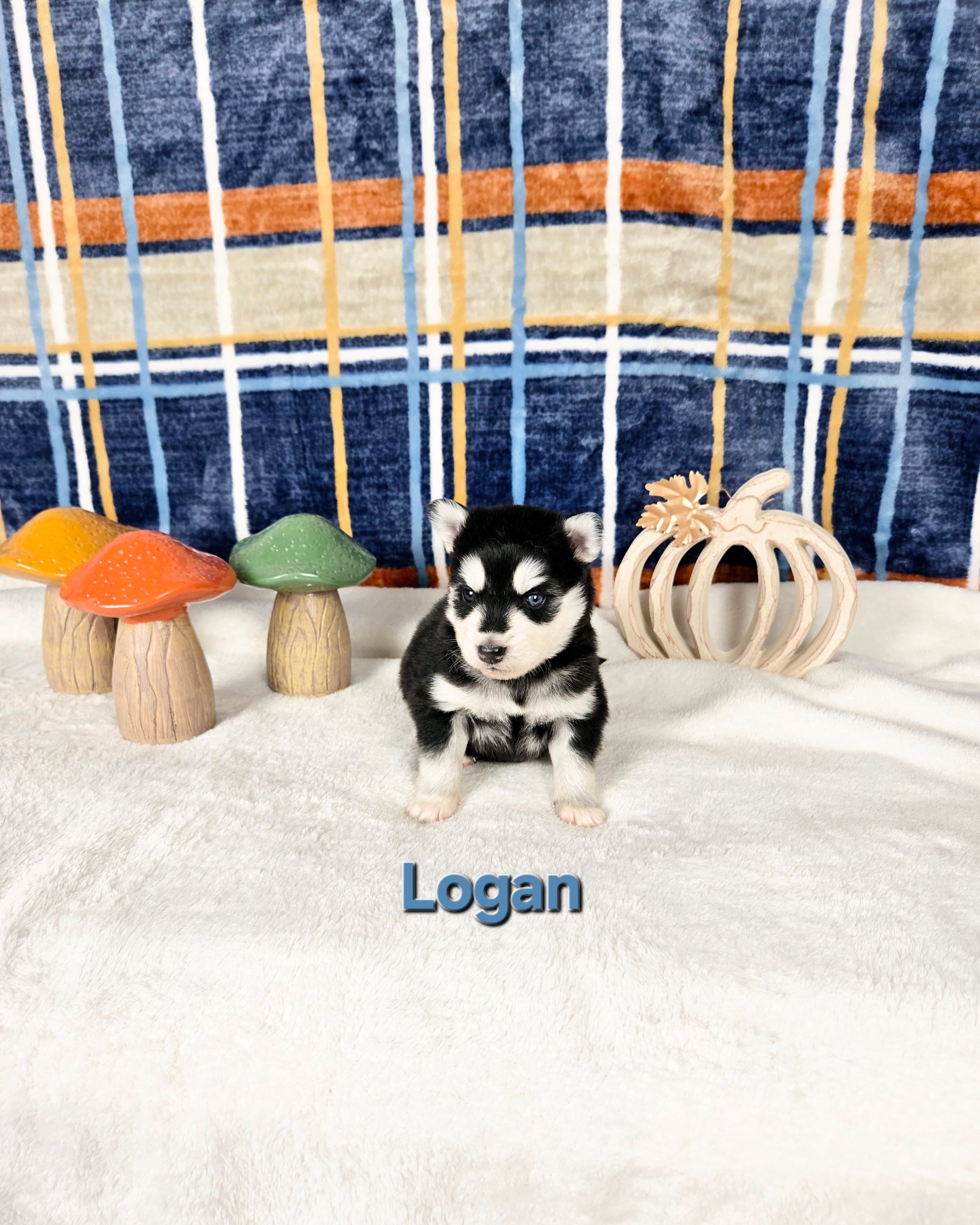 Logan (MALE)