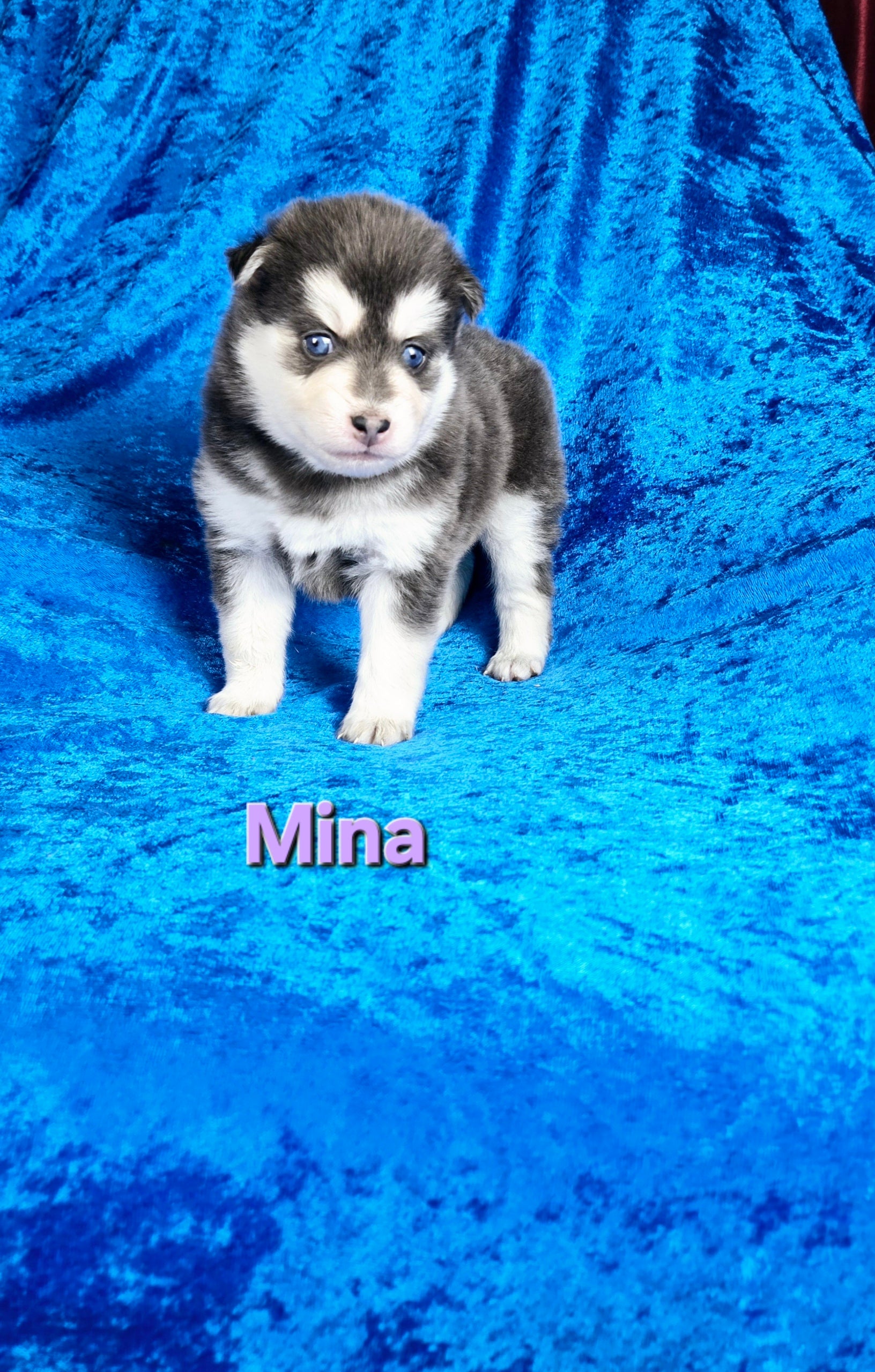 Mina (FEMALE) Rare Blue