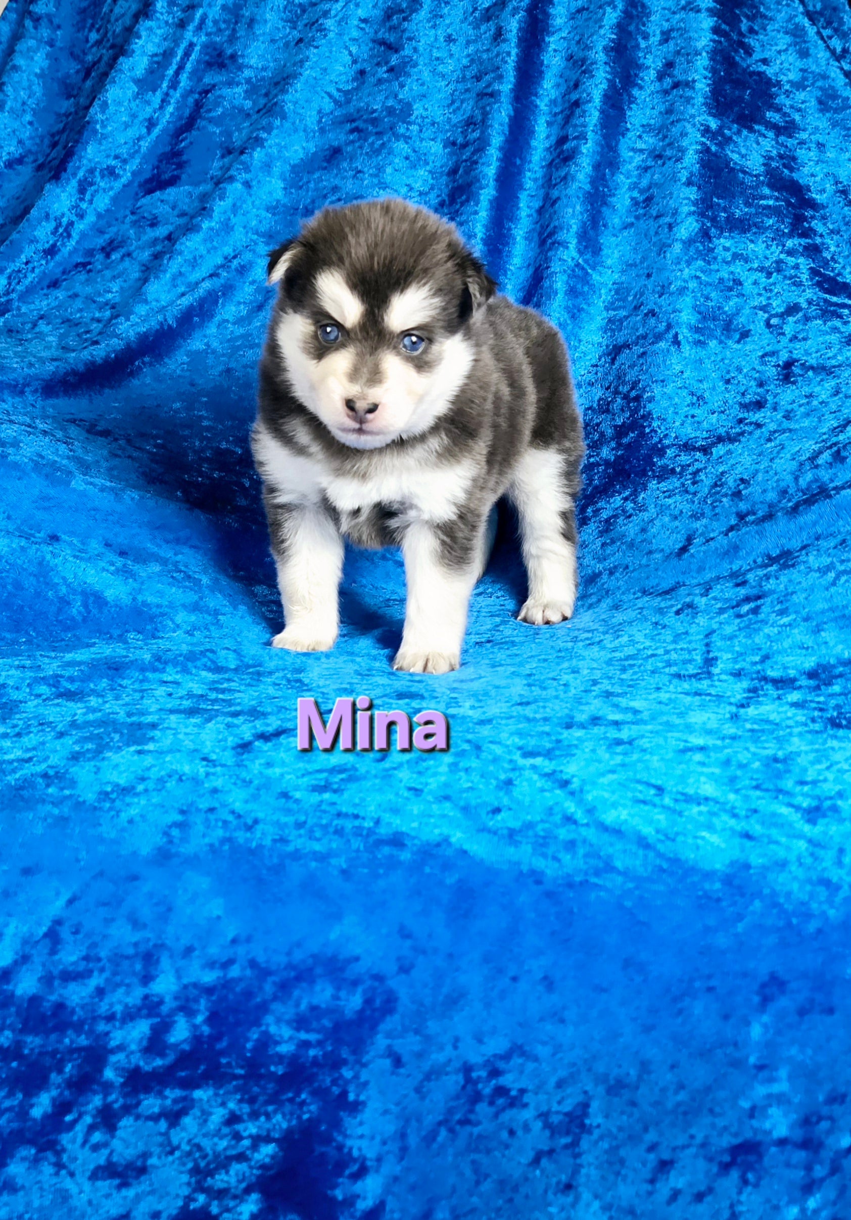 Mina (FEMALE) Rare Blue