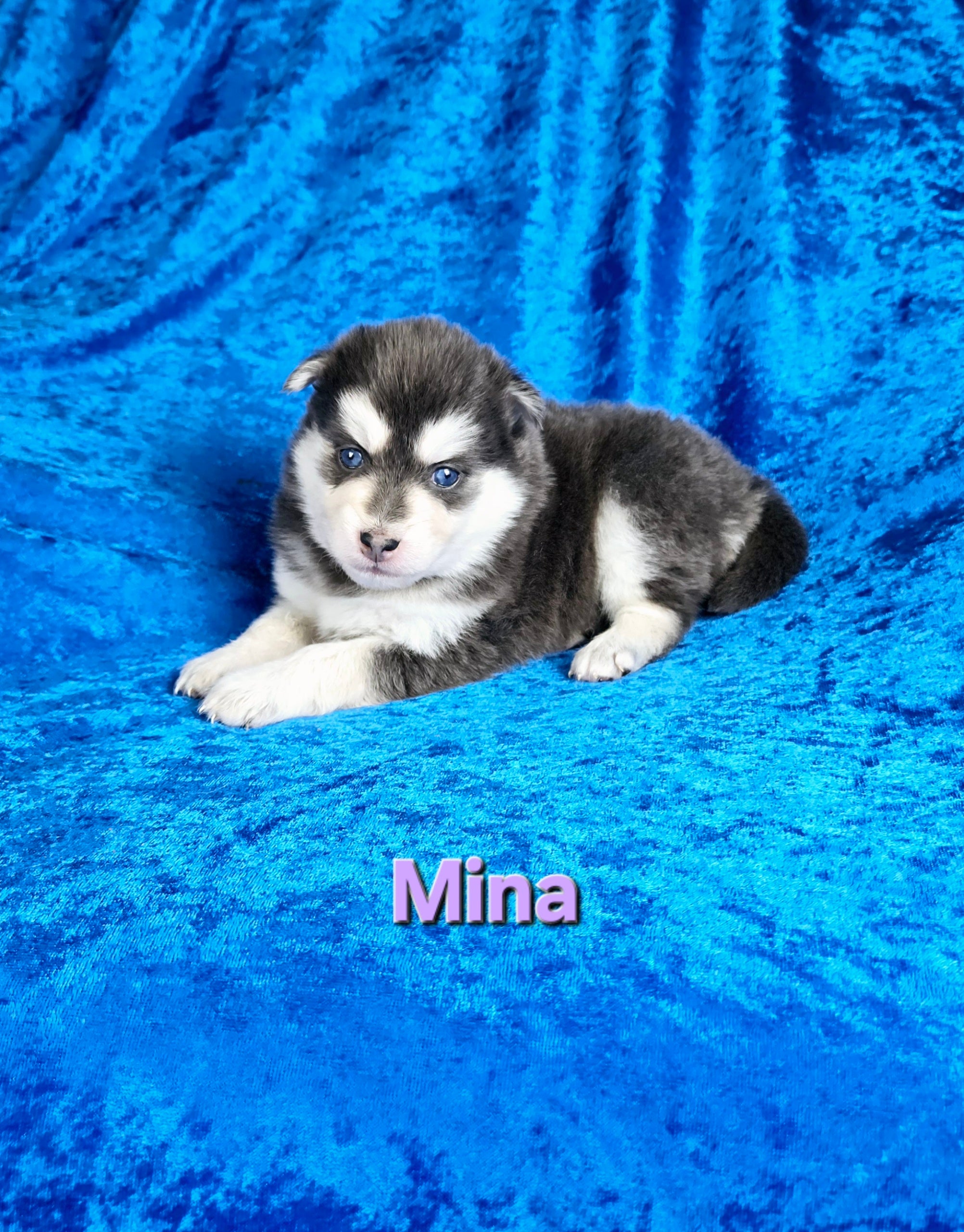 Mina (FEMALE) Rare Blue