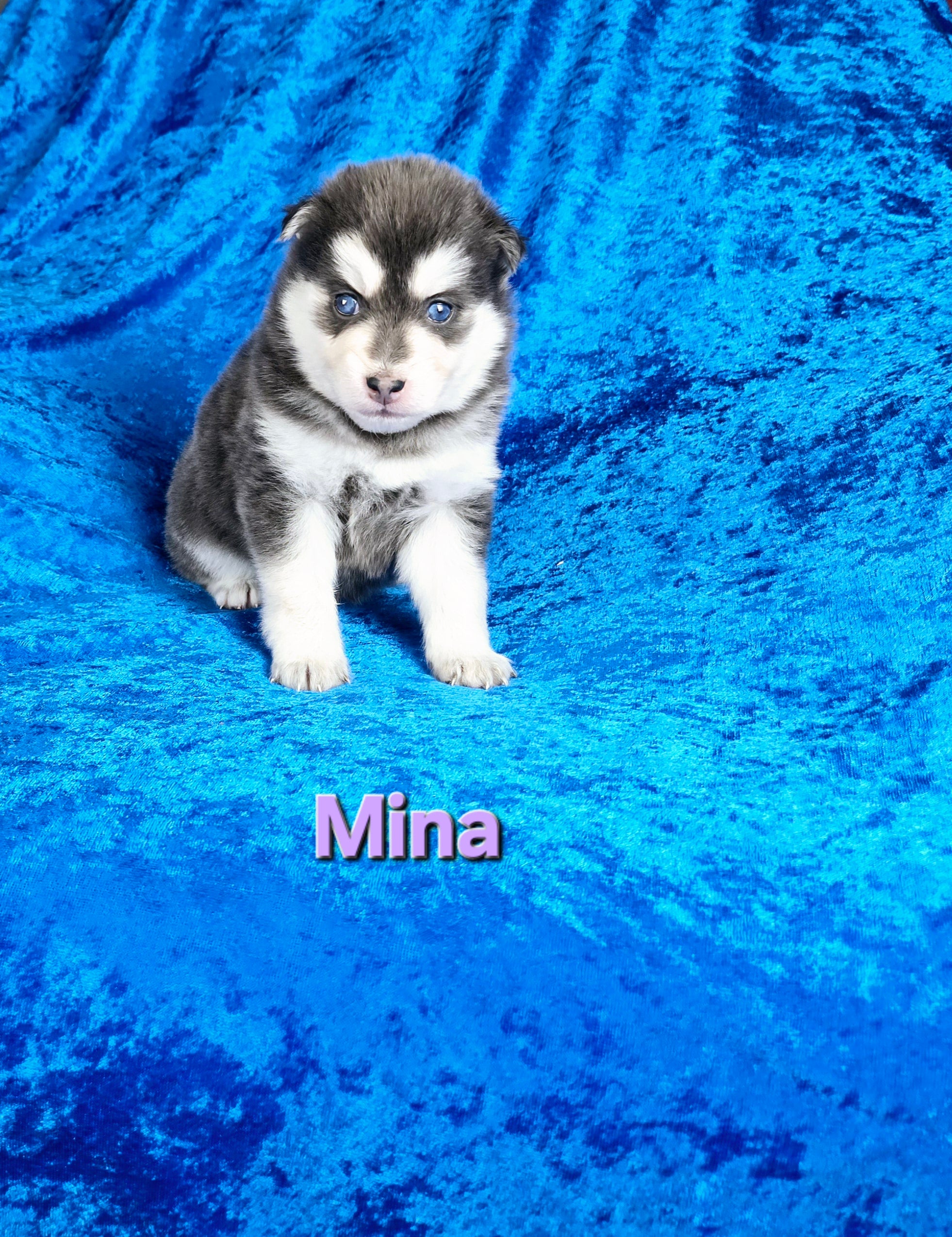 Mina (FEMALE) Rare Blue