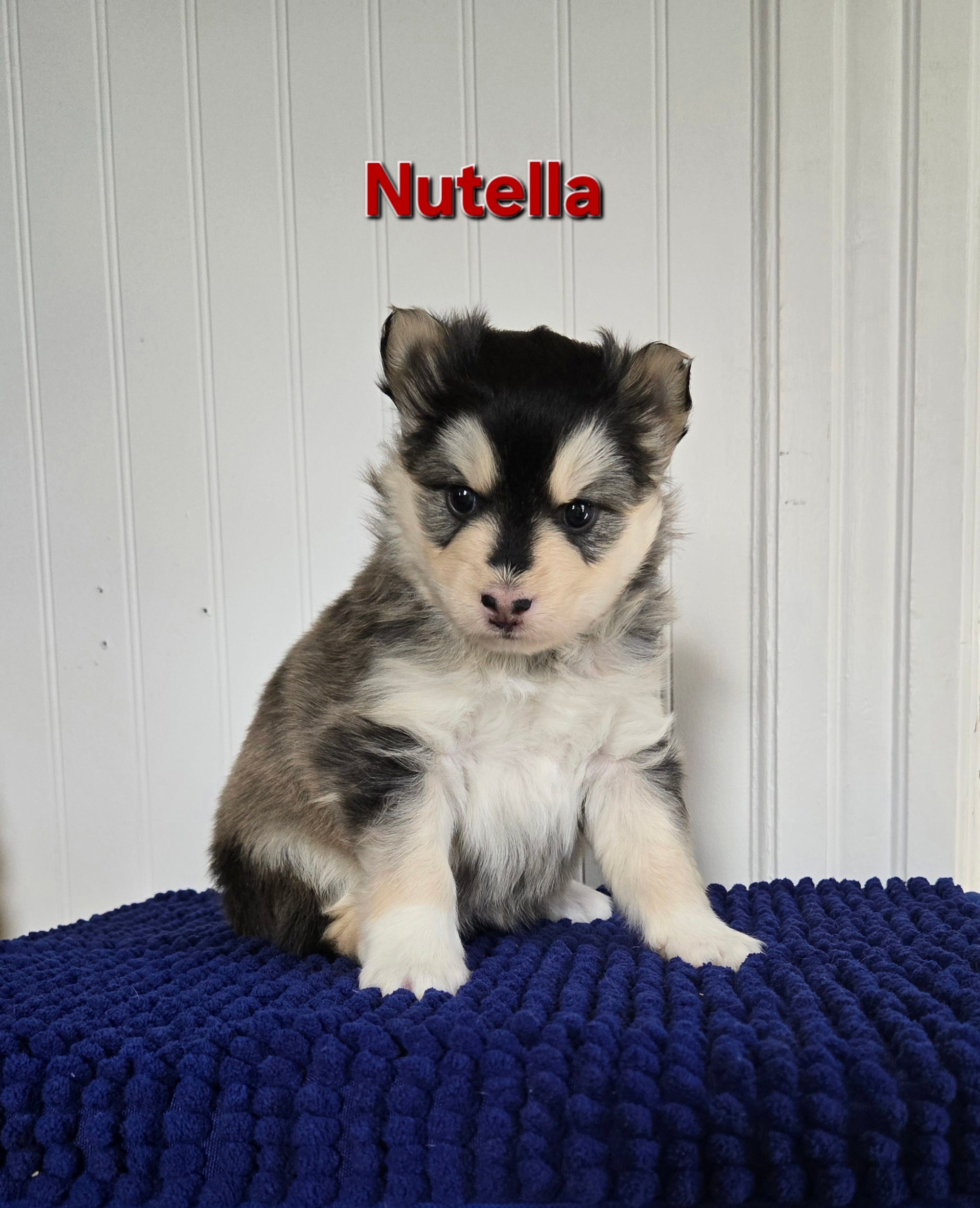 Nutella (FEMALE)