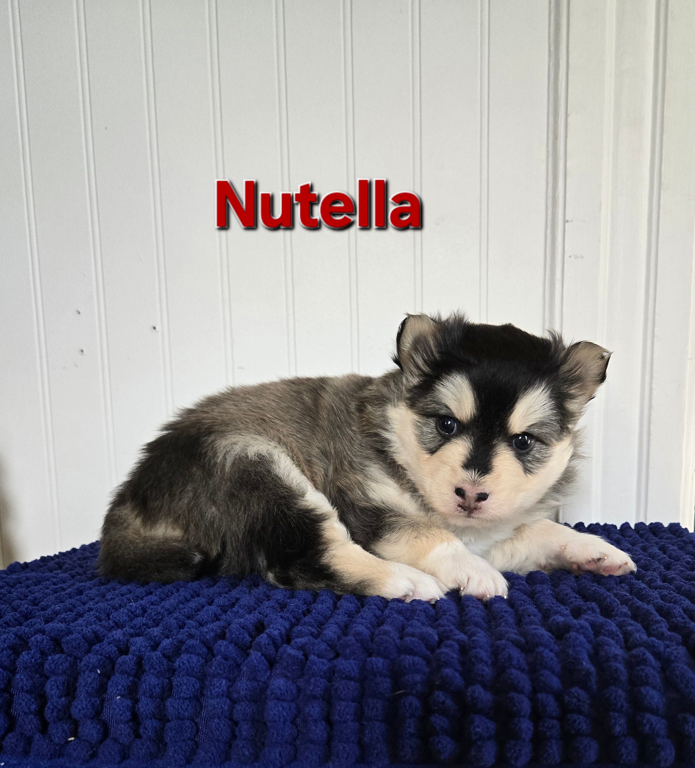 Nutella (FEMALE)