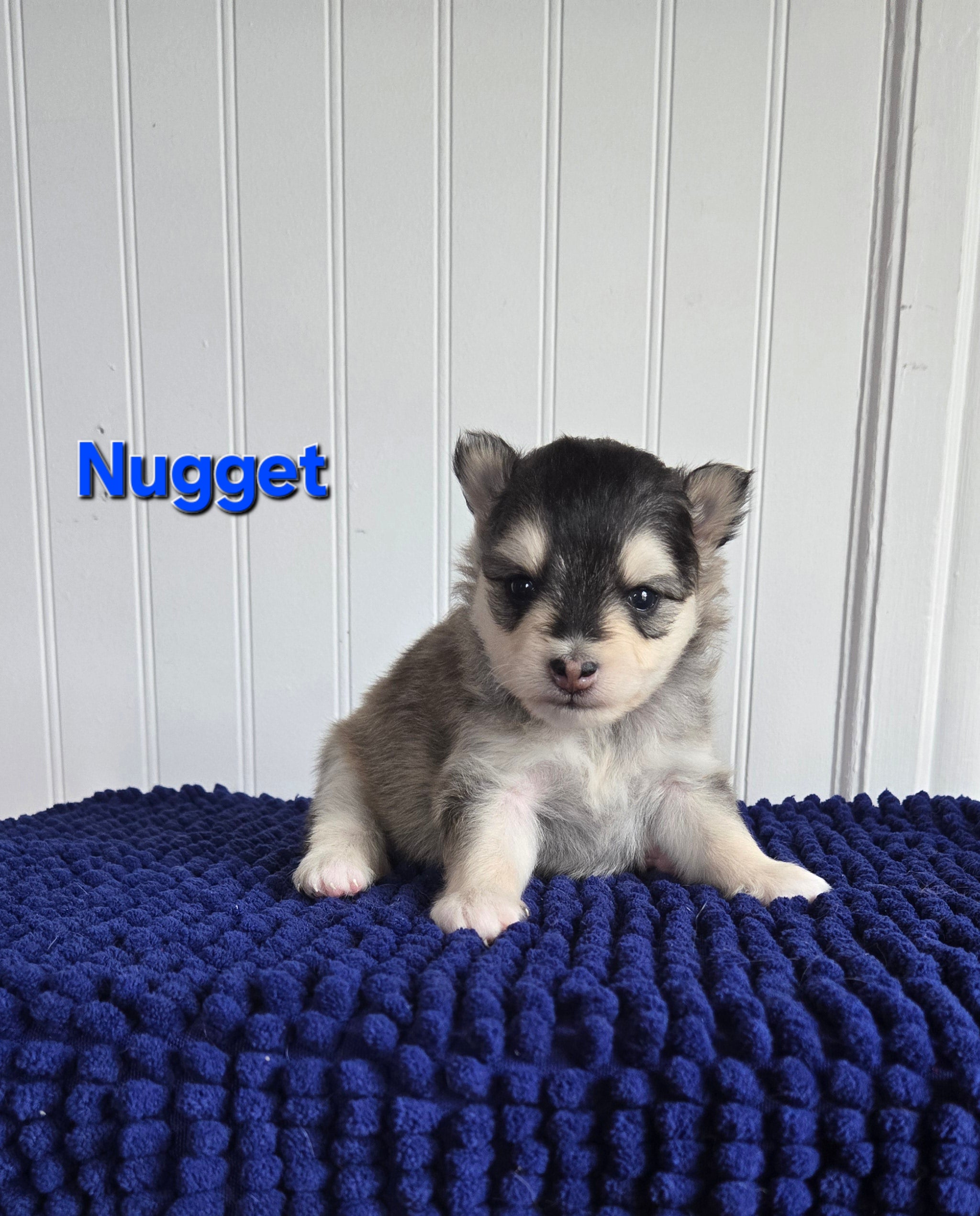 Nugget (MALE)