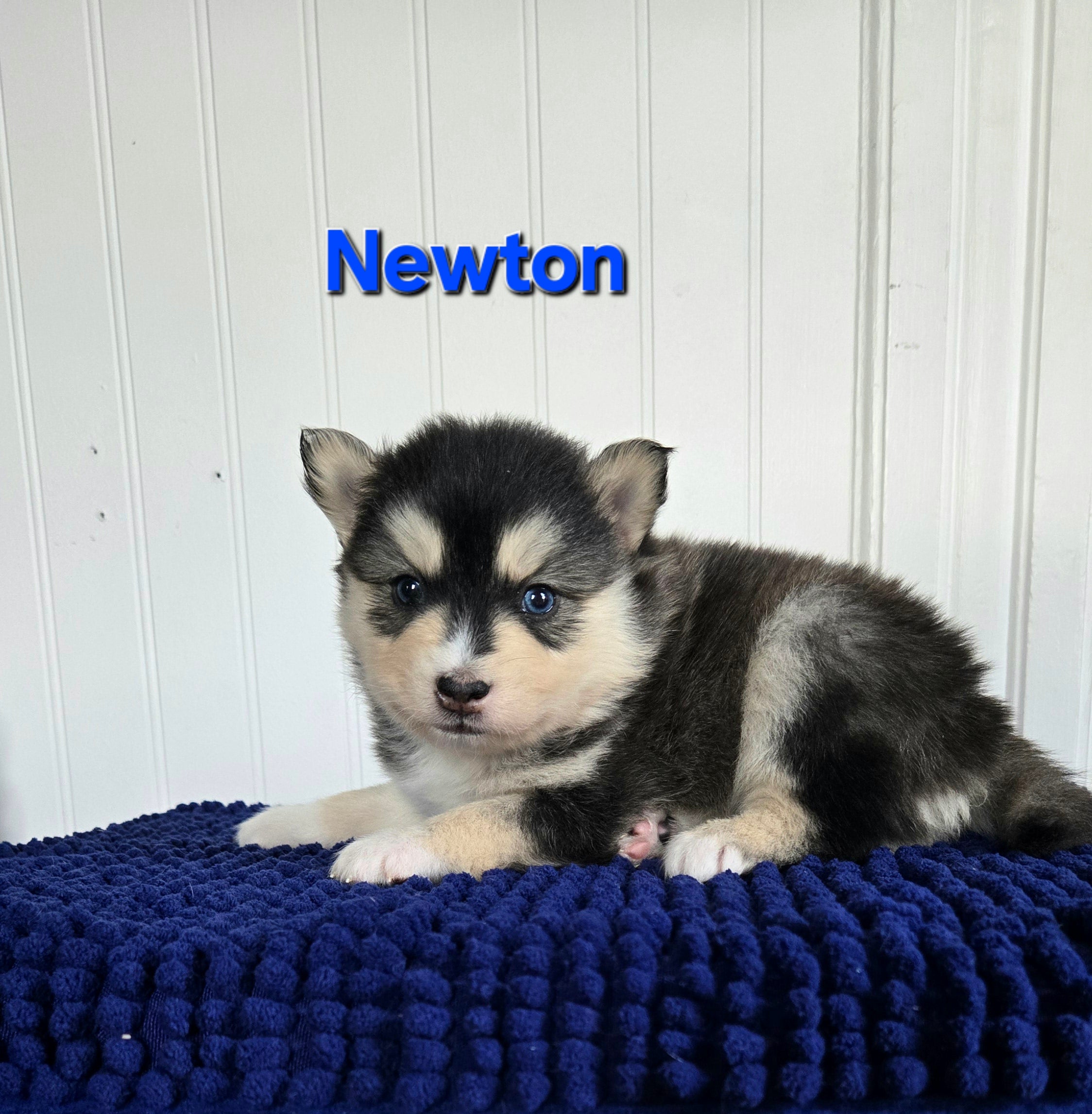 Newton (MALE)