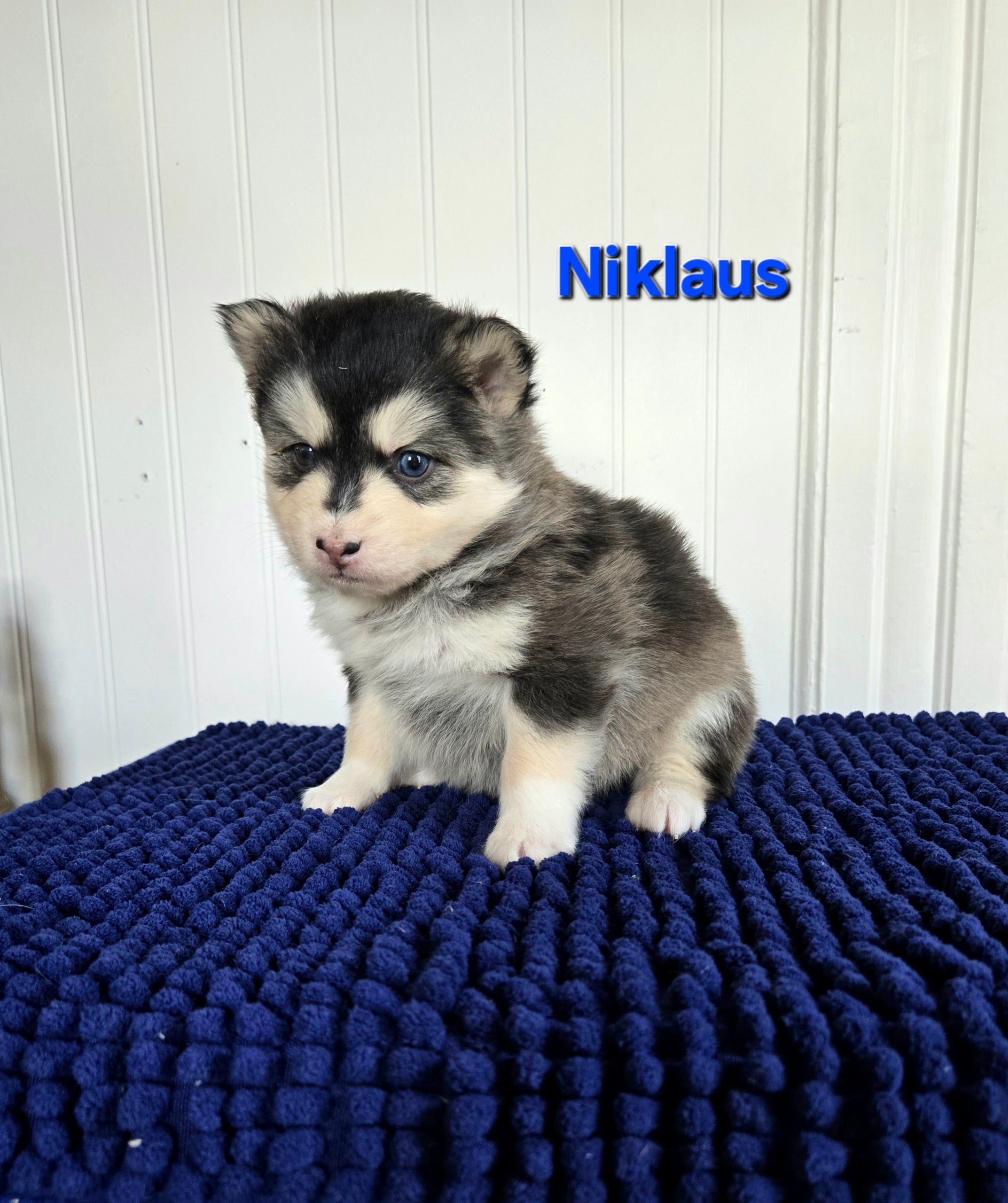 Niklaus (MALE)