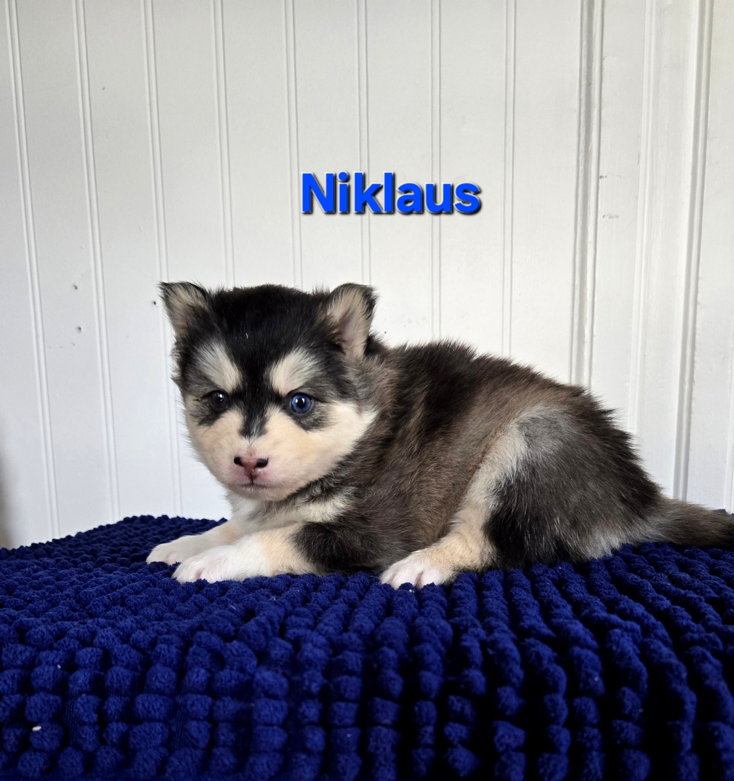 Niklaus (MALE)