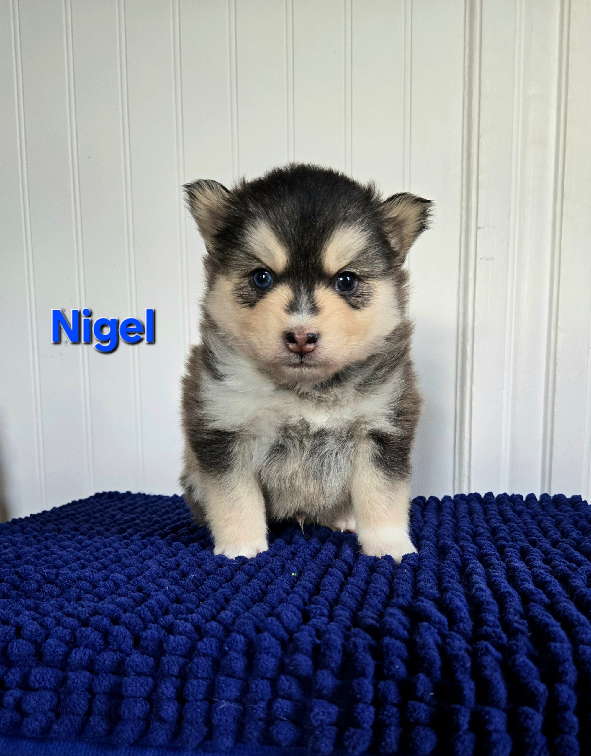 Nigel (MALE)