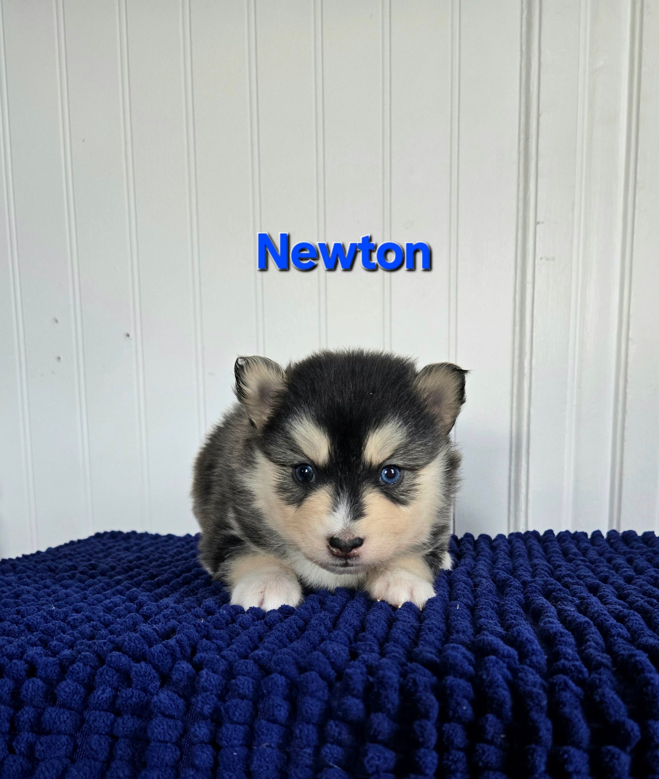 Newton (MALE)