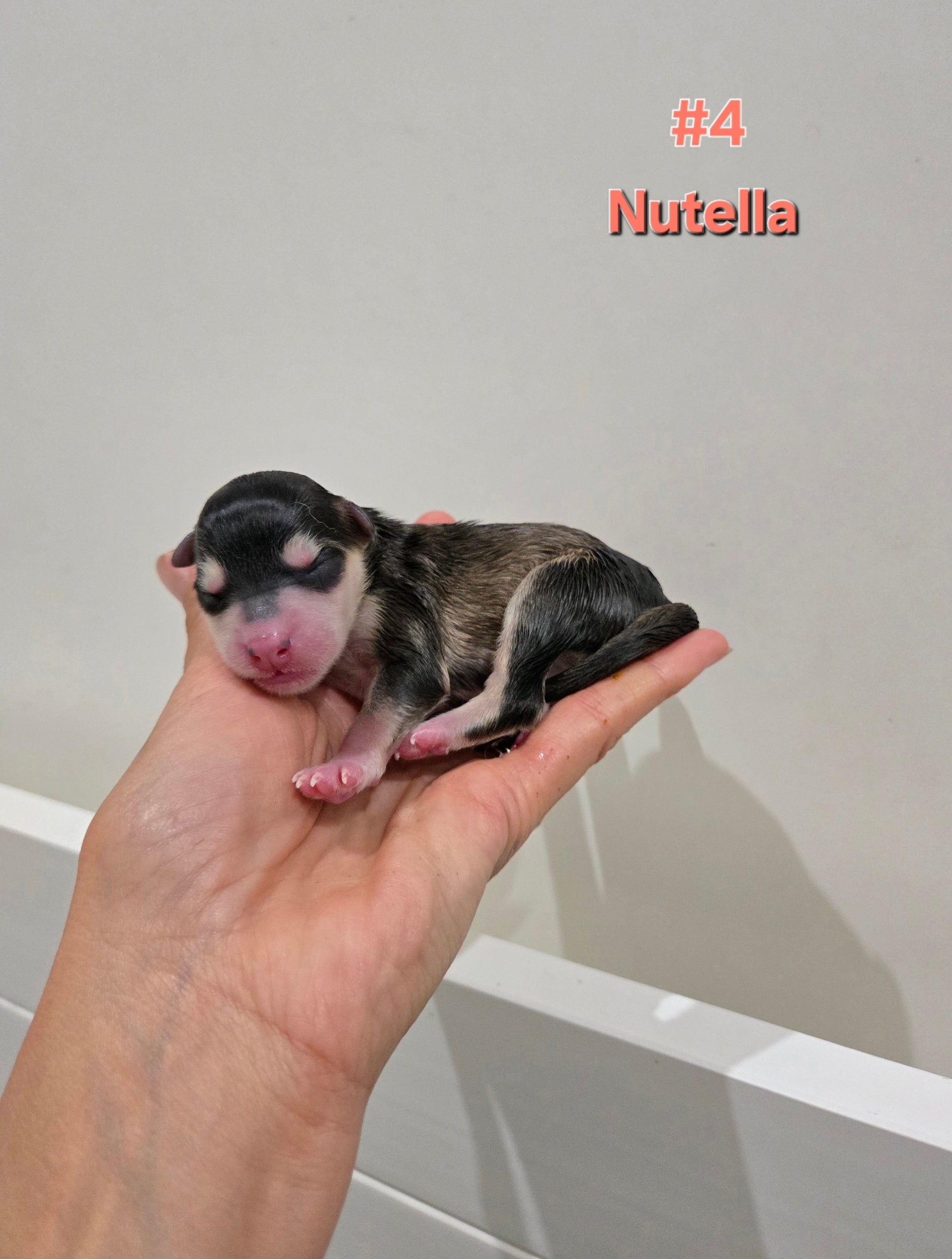 Nutella (FEMALE)