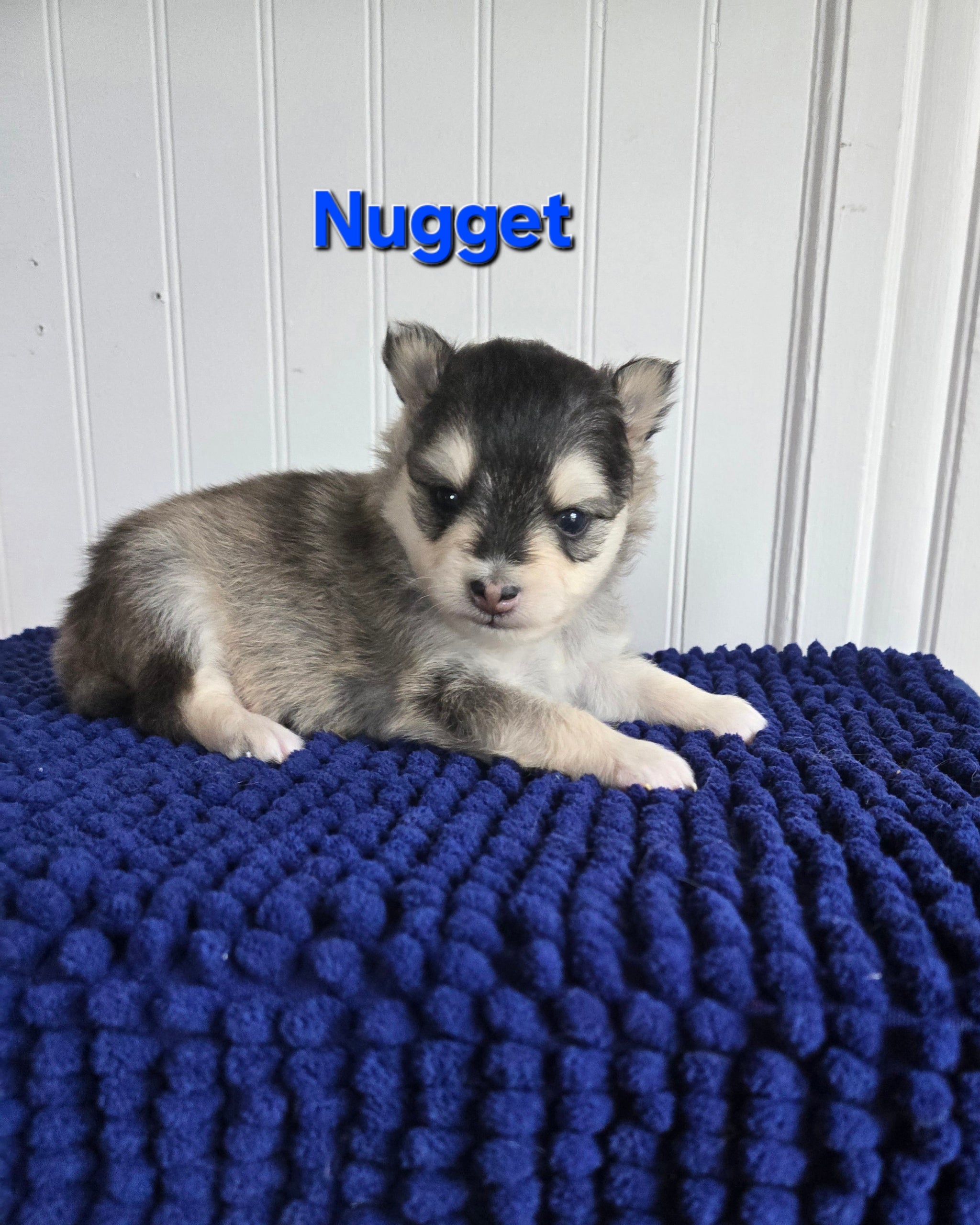 Nugget (MALE)