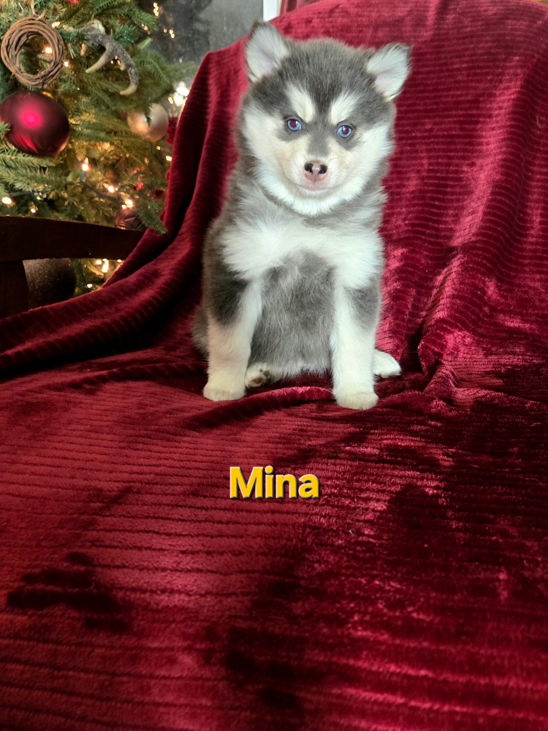 Mina (FEMALE) Rare Blue