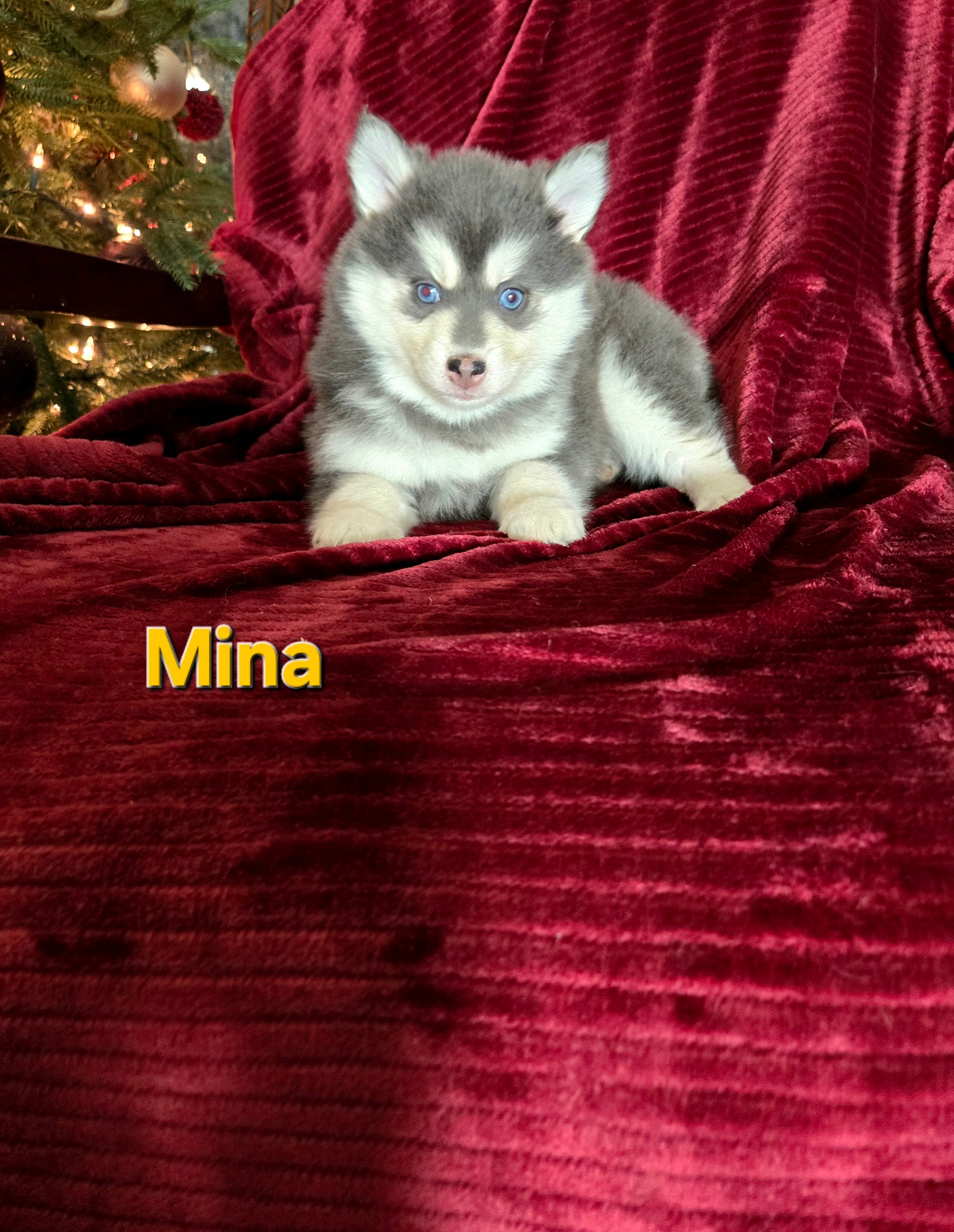 Mina (FEMALE) Rare Blue