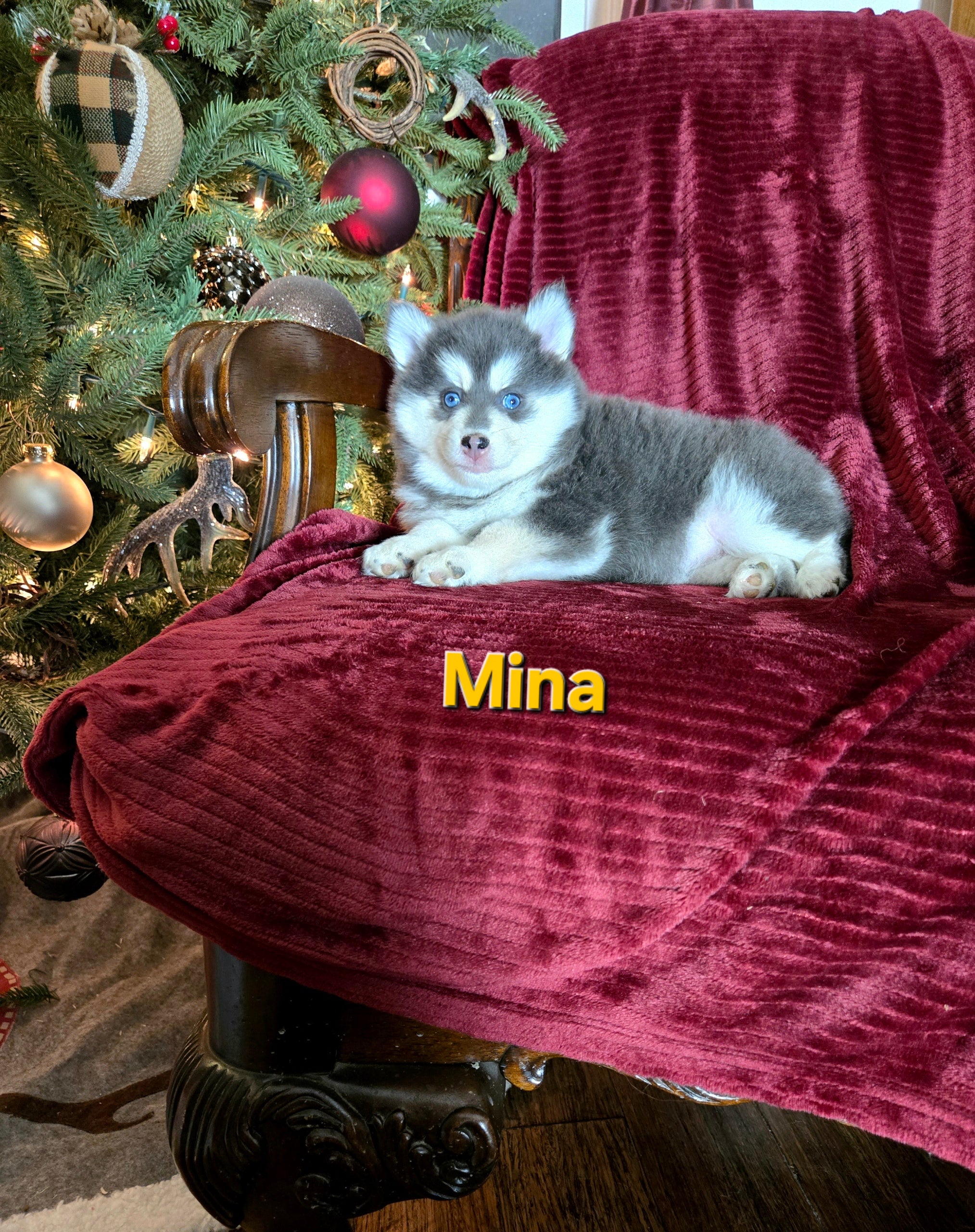 Mina (FEMALE) Rare Blue