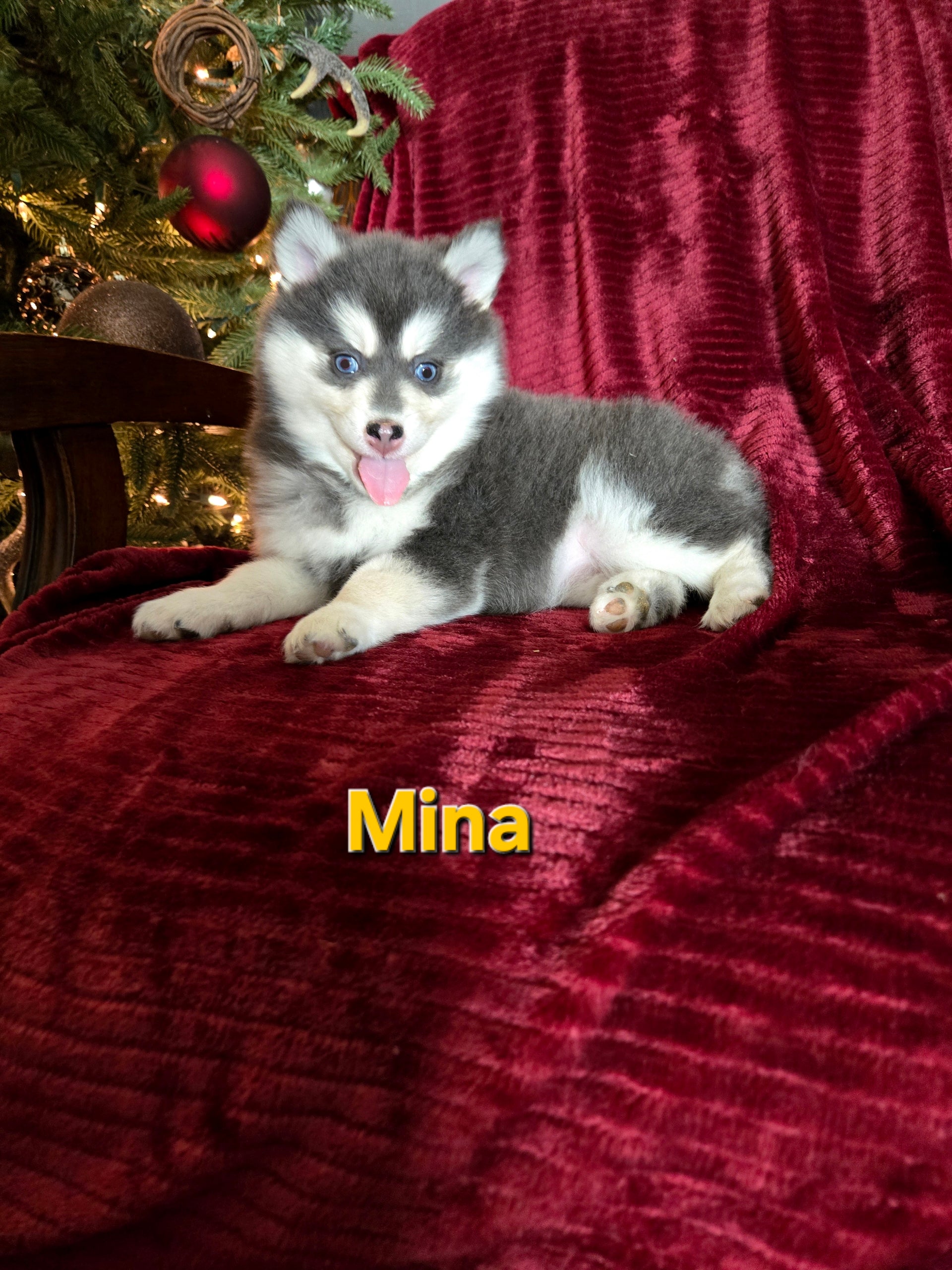 Mina (FEMALE) Rare Blue