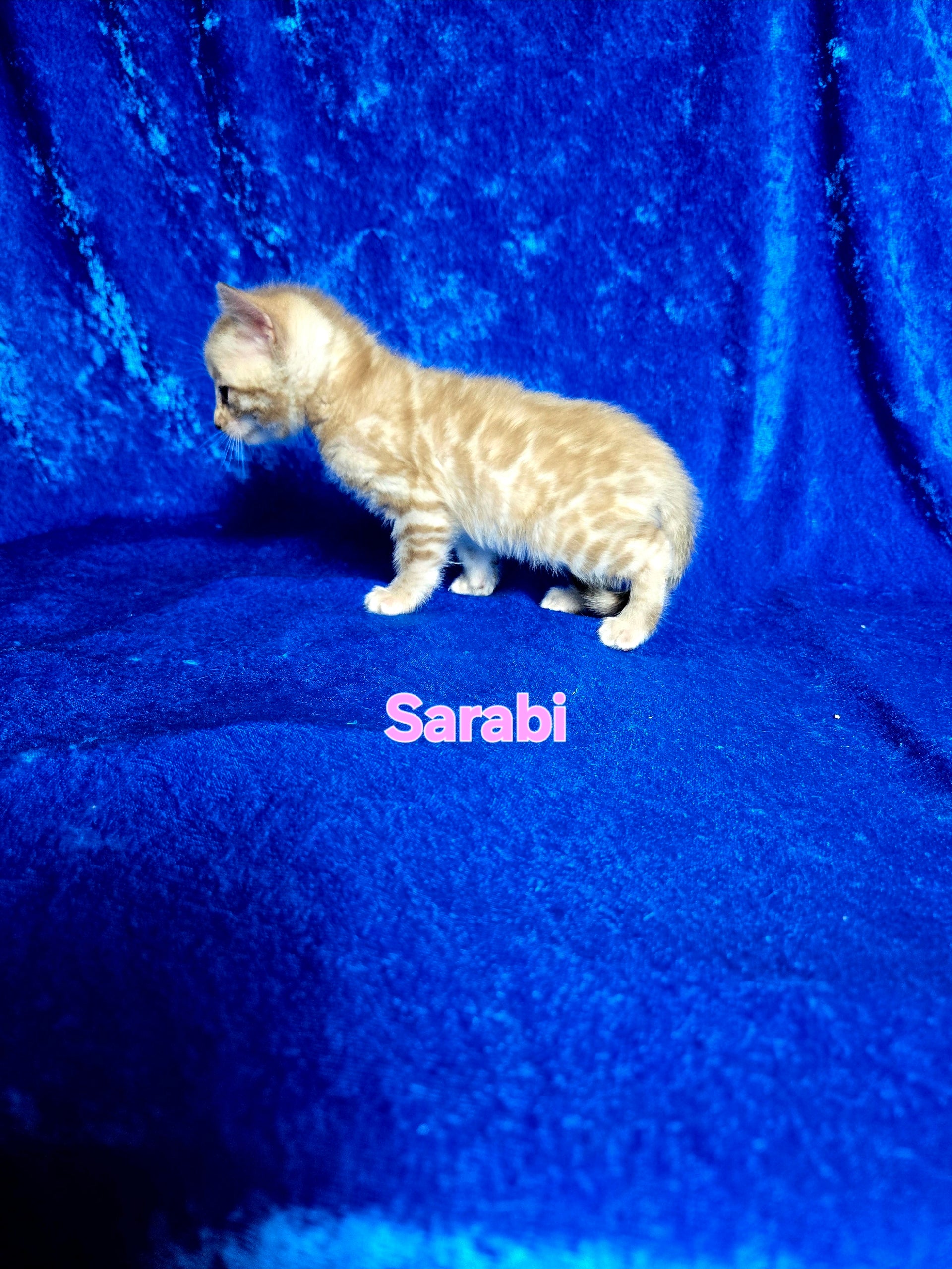 Sarabi (FEMALE) Bengal Kitten