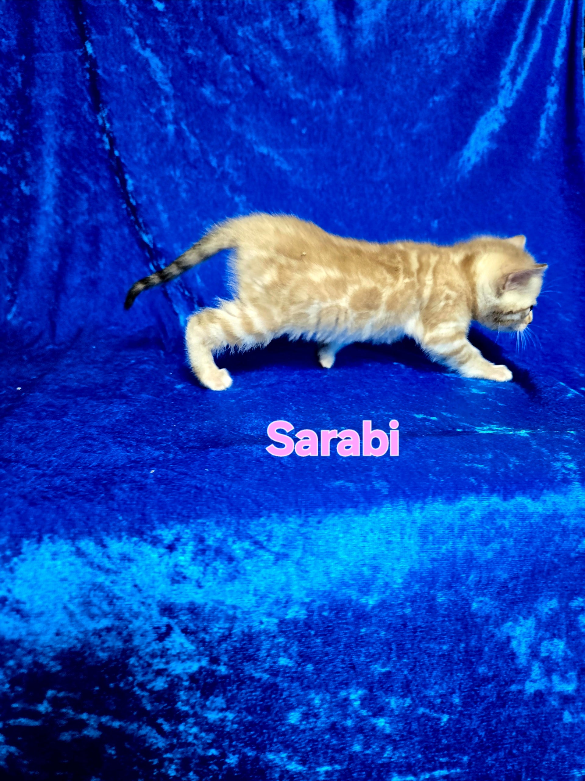 Sarabi (FEMALE) Bengal Kitten