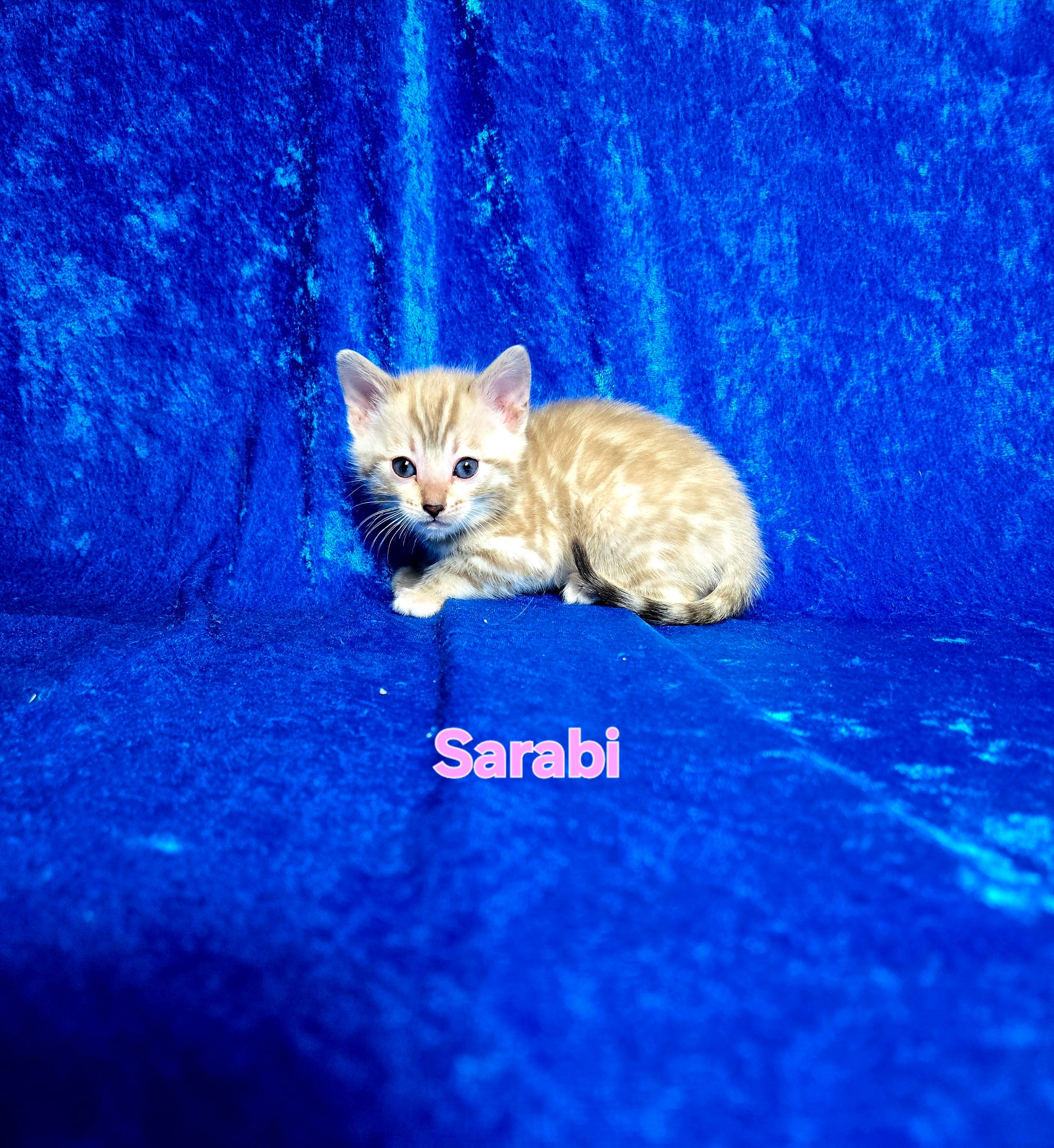 Sarabi (FEMALE) Bengal Kitten