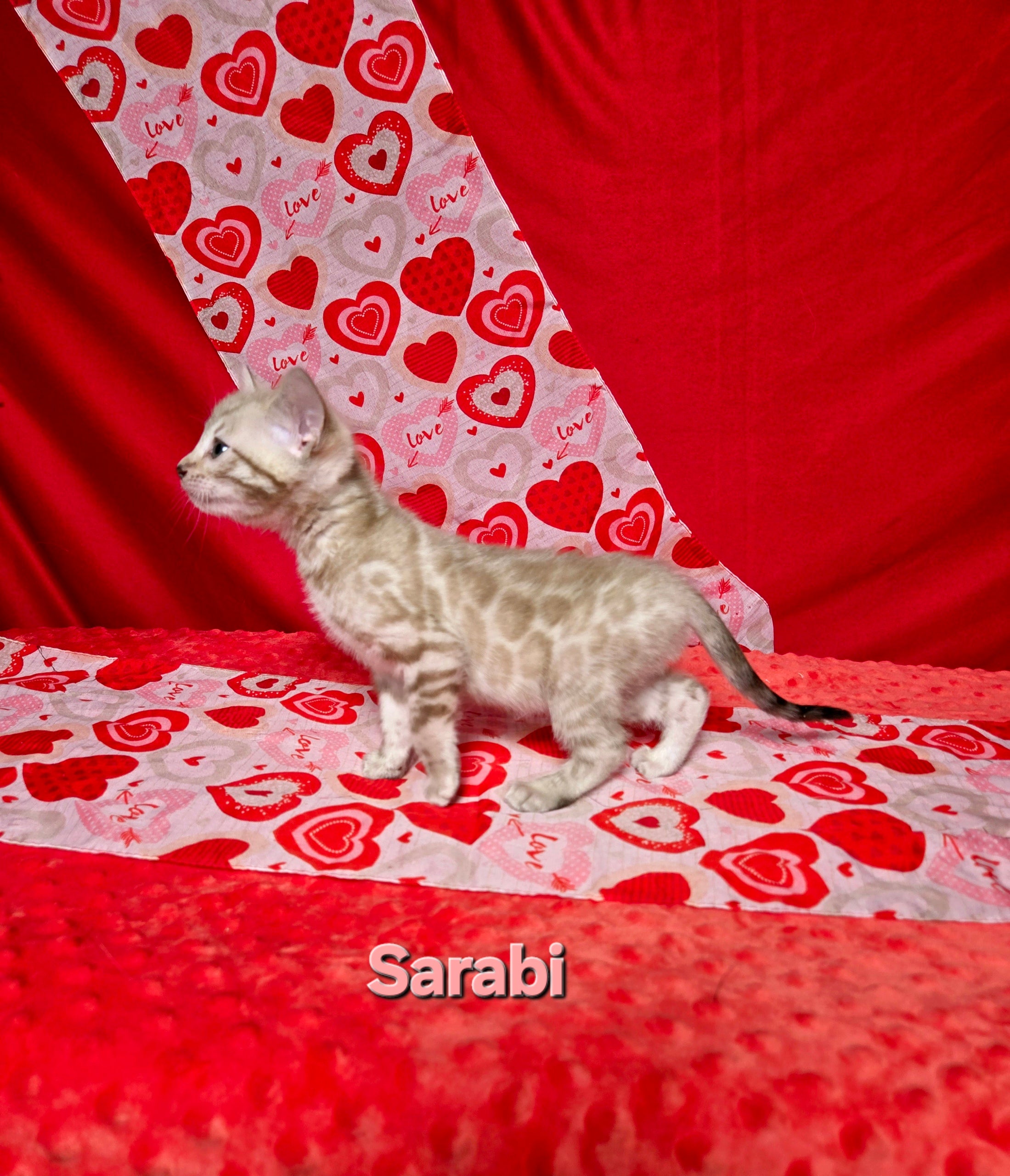 Sarabi (FEMALE) Bengal Kitten