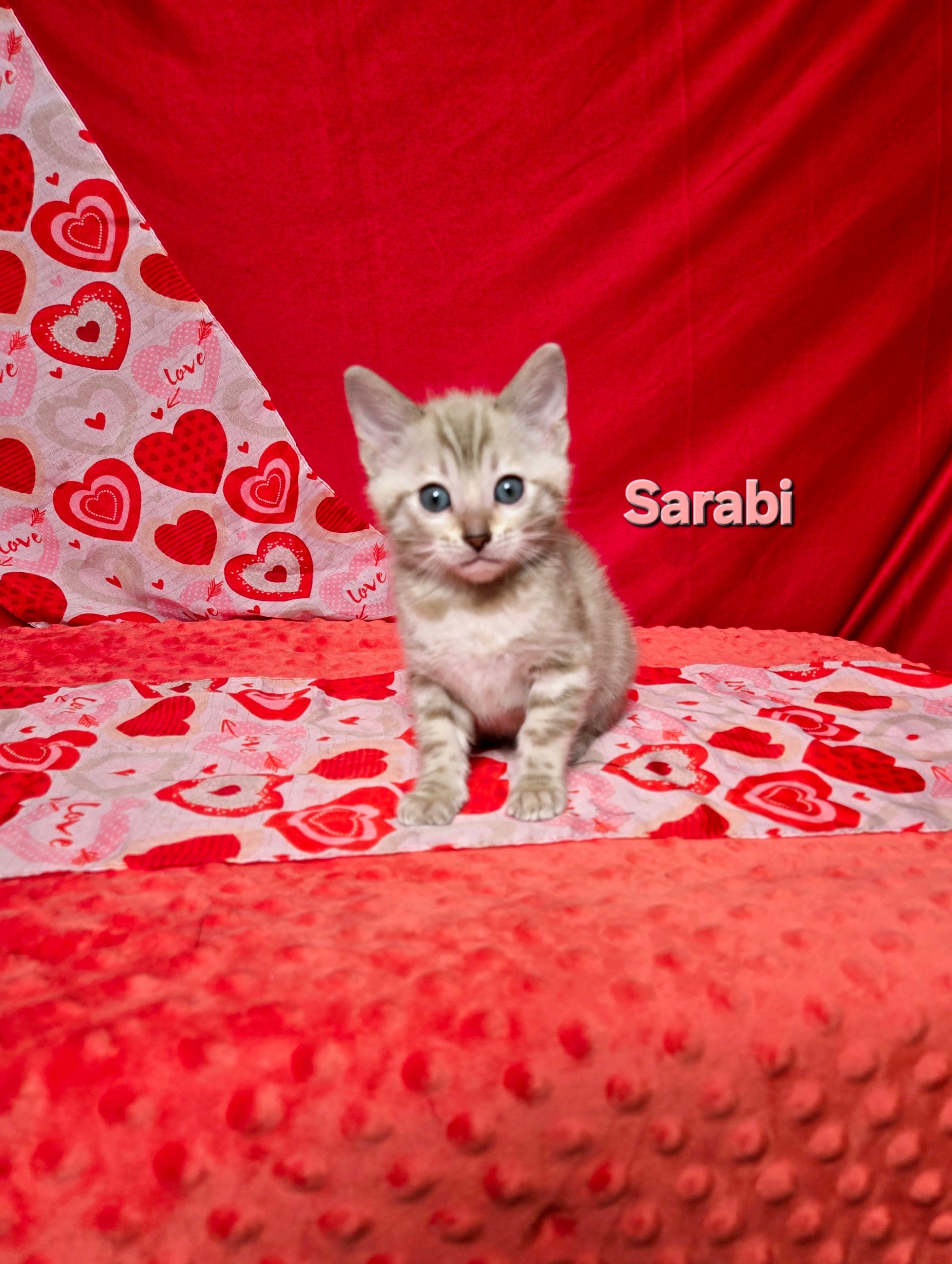 Sarabi (FEMALE) Bengal Kitten