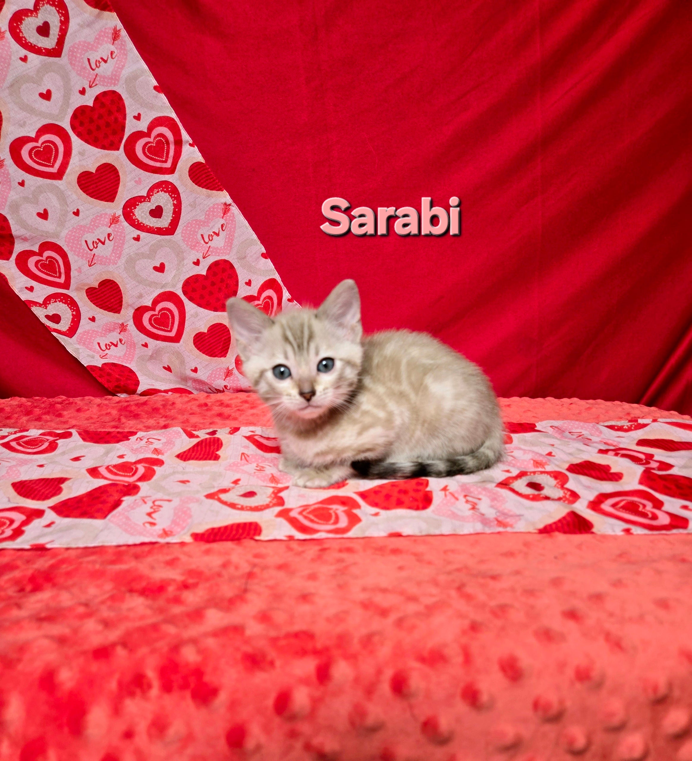 Sarabi (FEMALE) Bengal Kitten