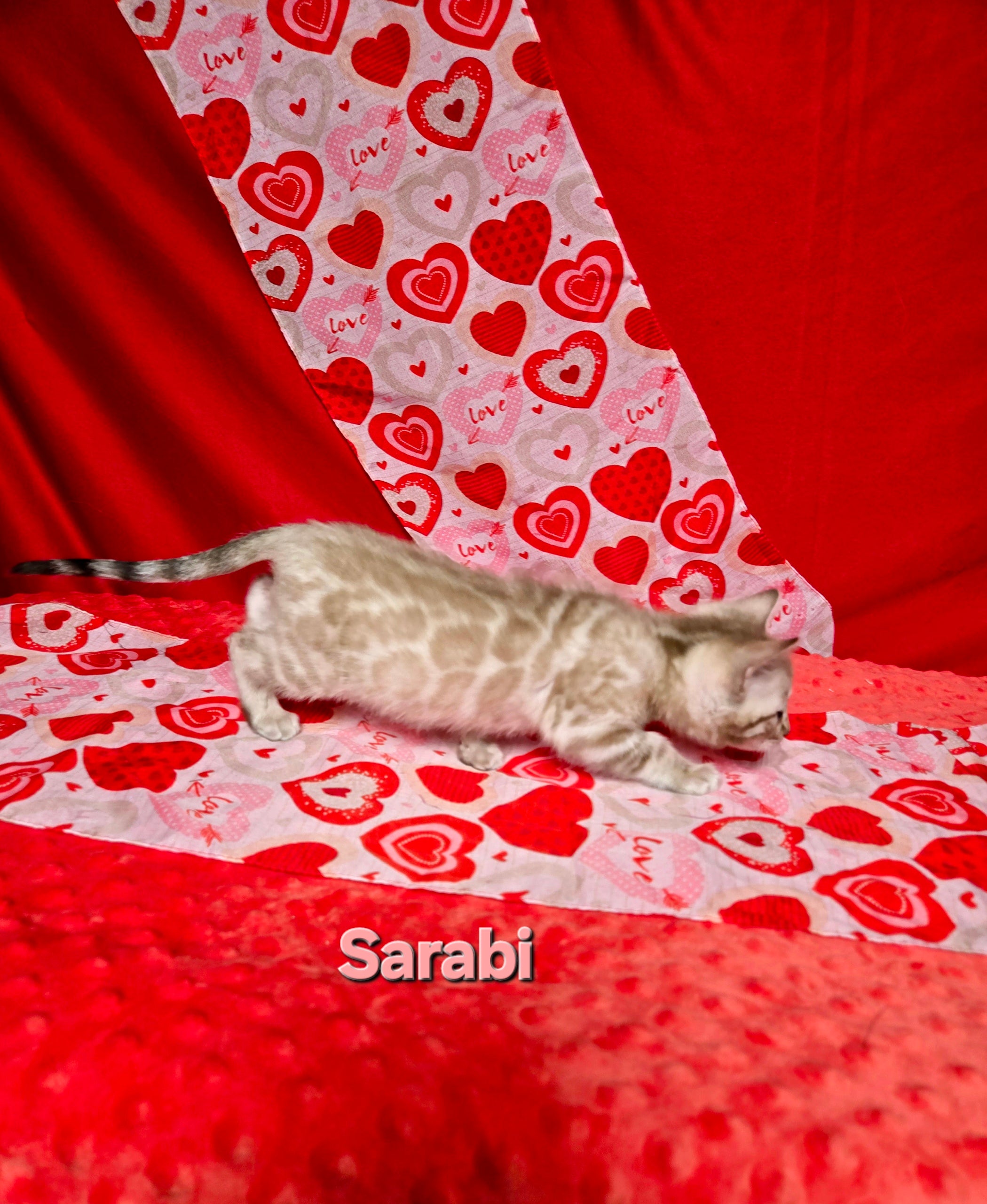 Sarabi (FEMALE) Bengal Kitten