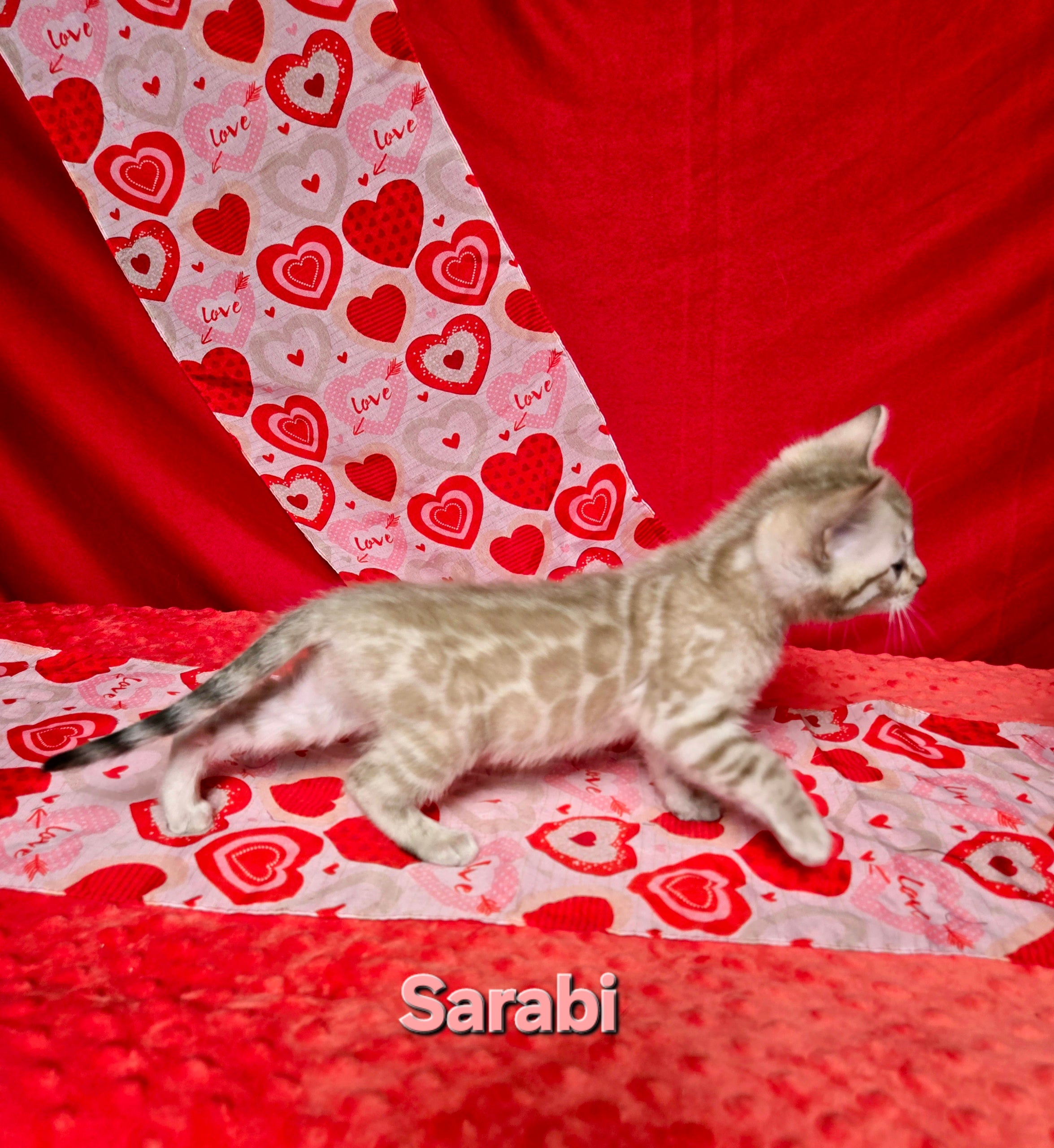 Sarabi (FEMALE) Bengal Kitten