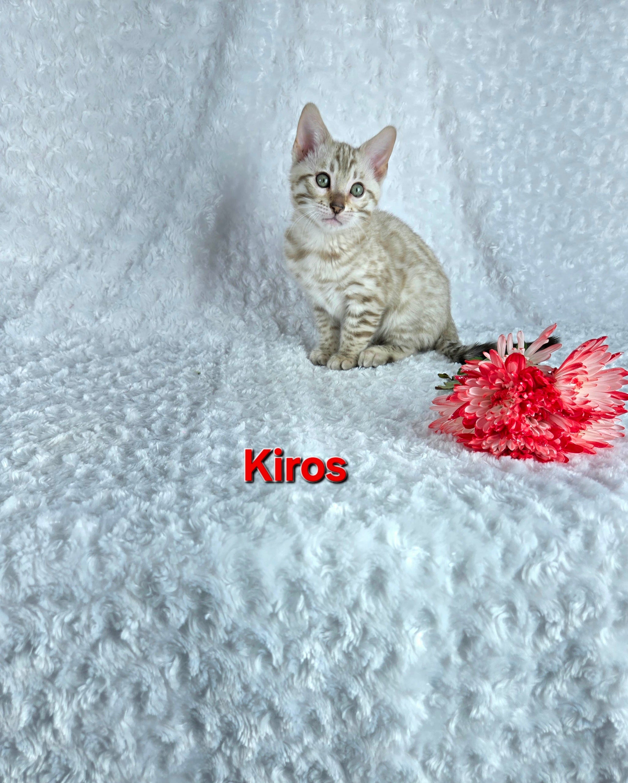 Kiros (MALE) Bengal Kitten