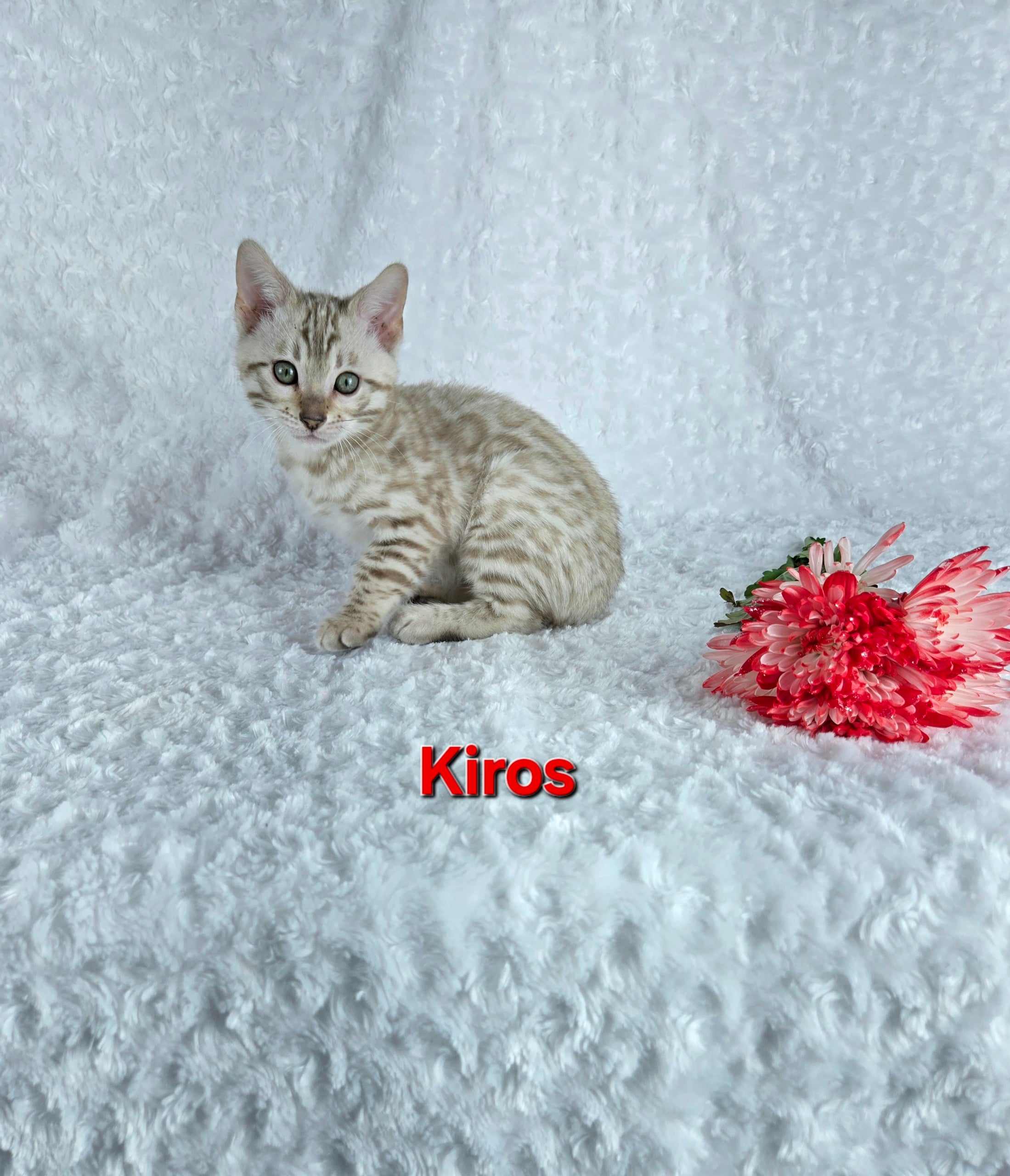 Kiros (MALE) Bengal Kitten