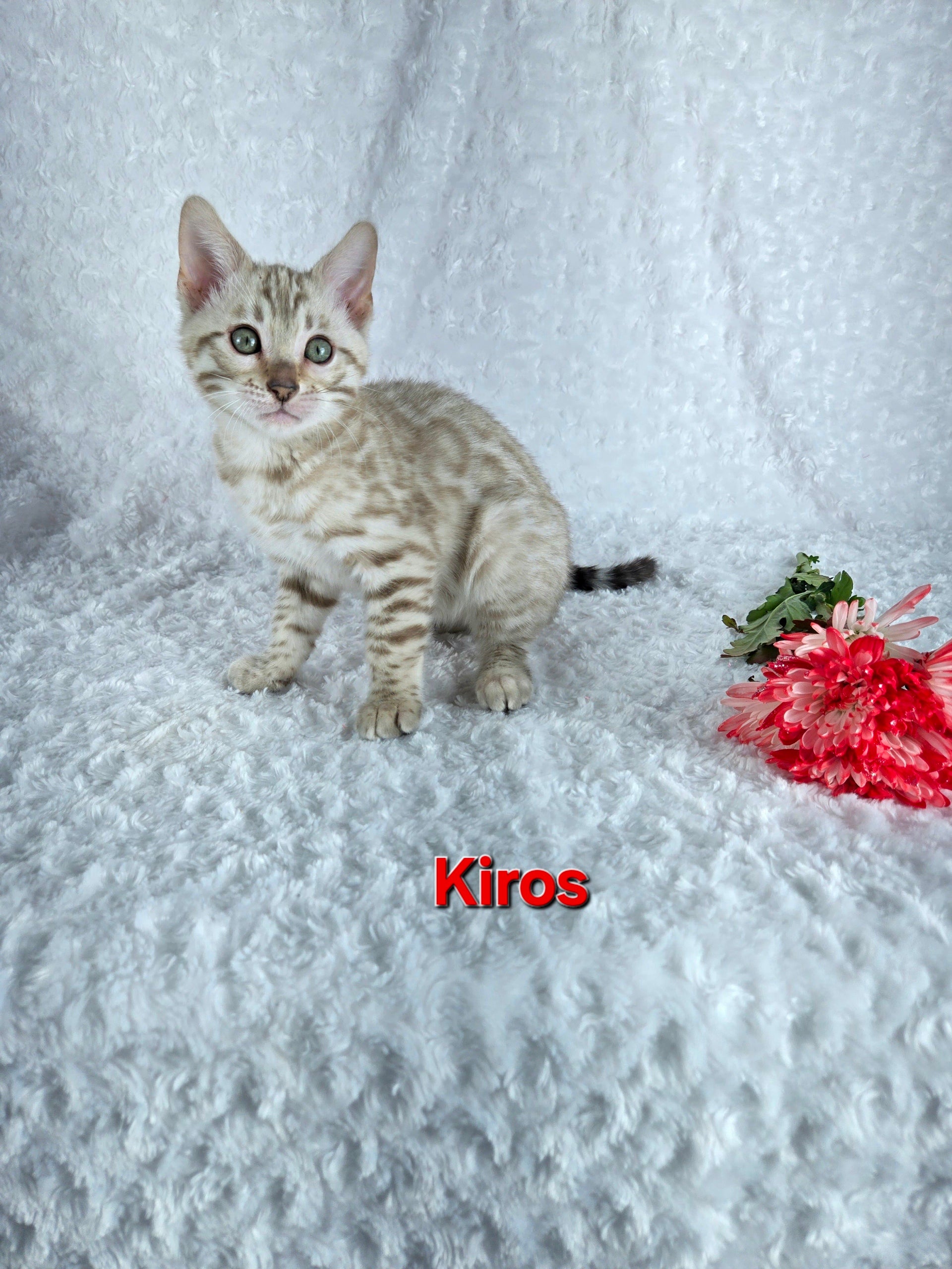 Kiros (MALE) Bengal Kitten