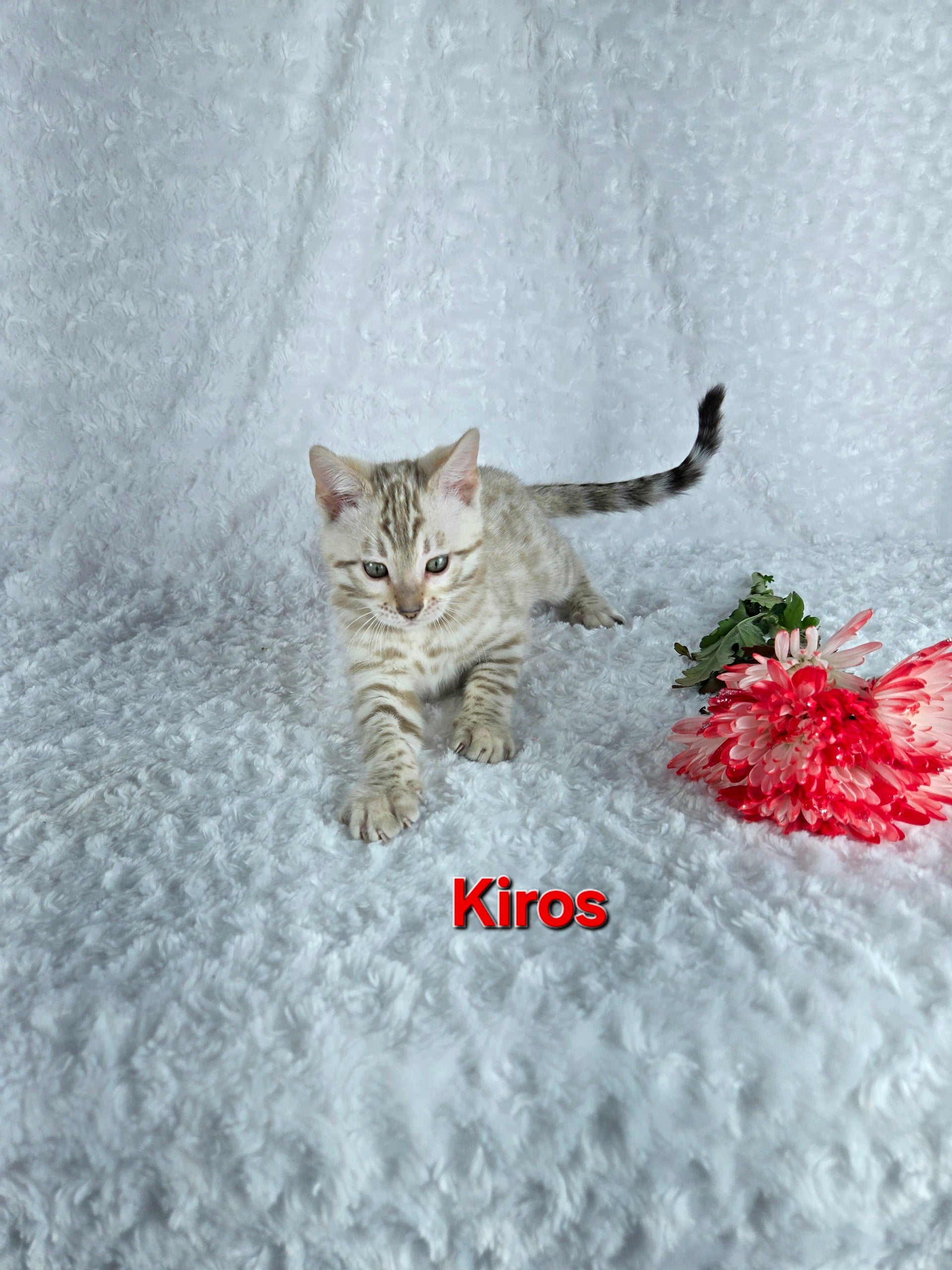 Kiros (MALE) Bengal Kitten